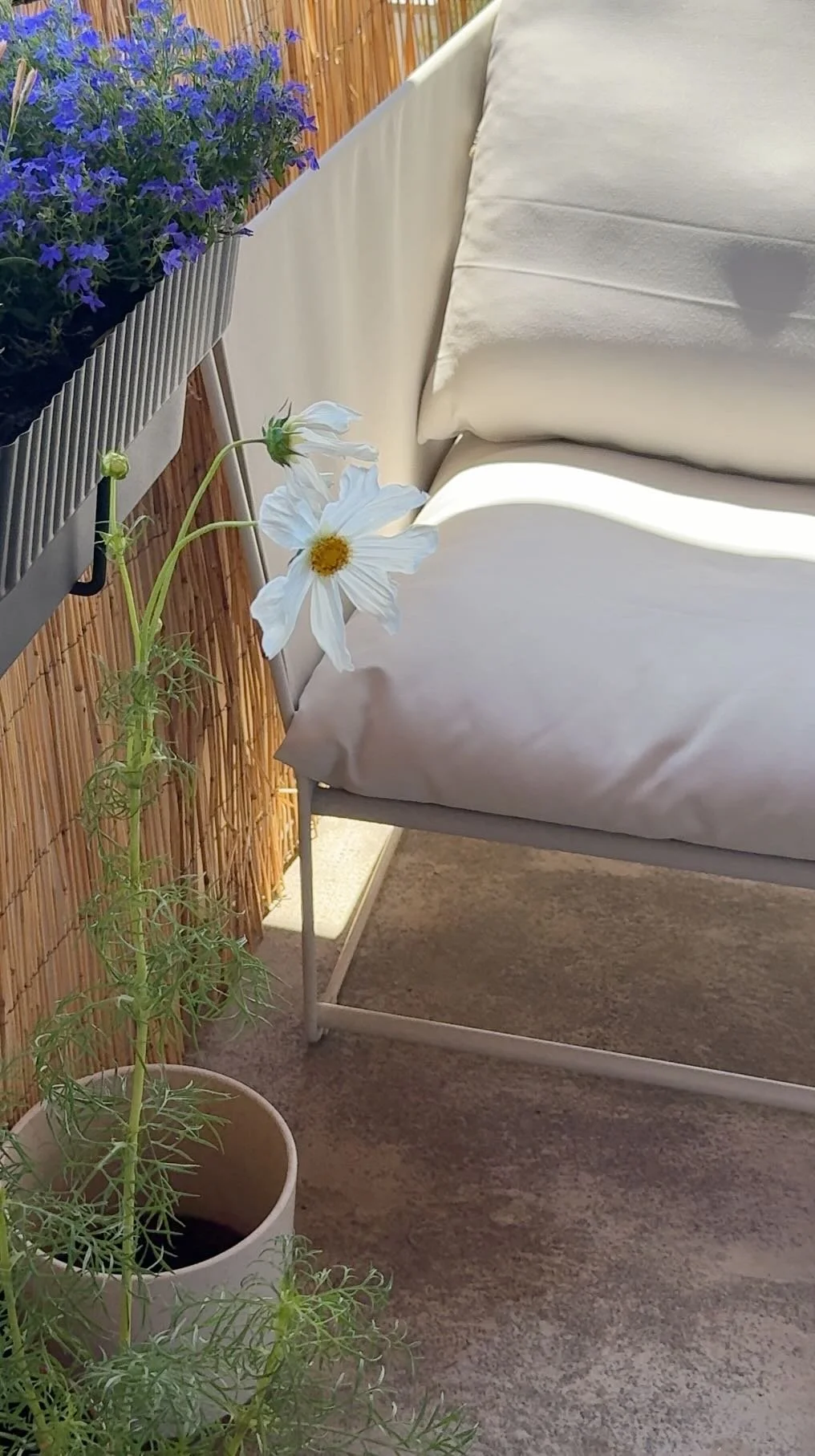 Fleurs blanches sur une terrasse lumineuse dans une ambiance douce et naturelle