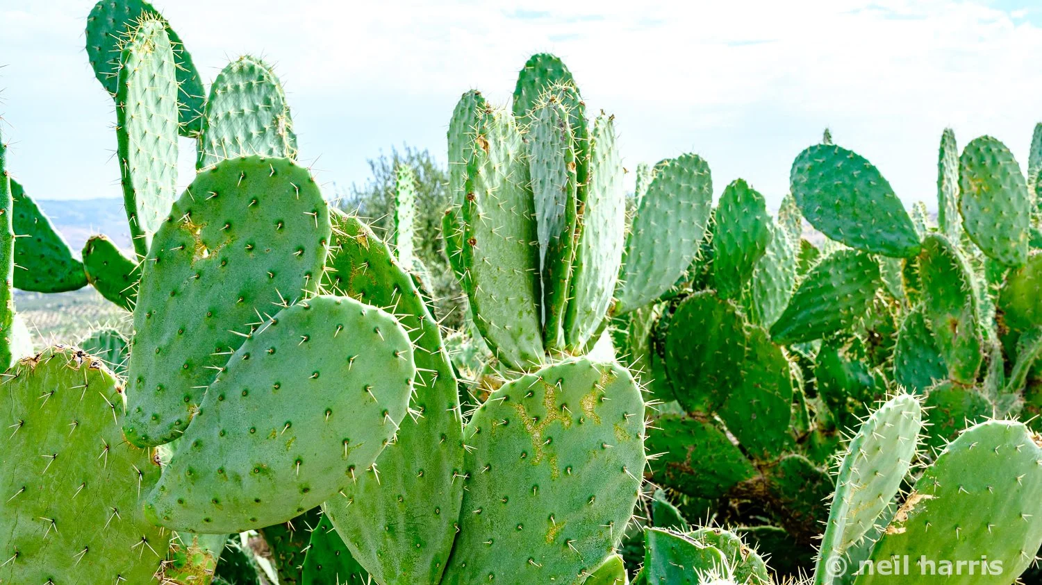 Cacti