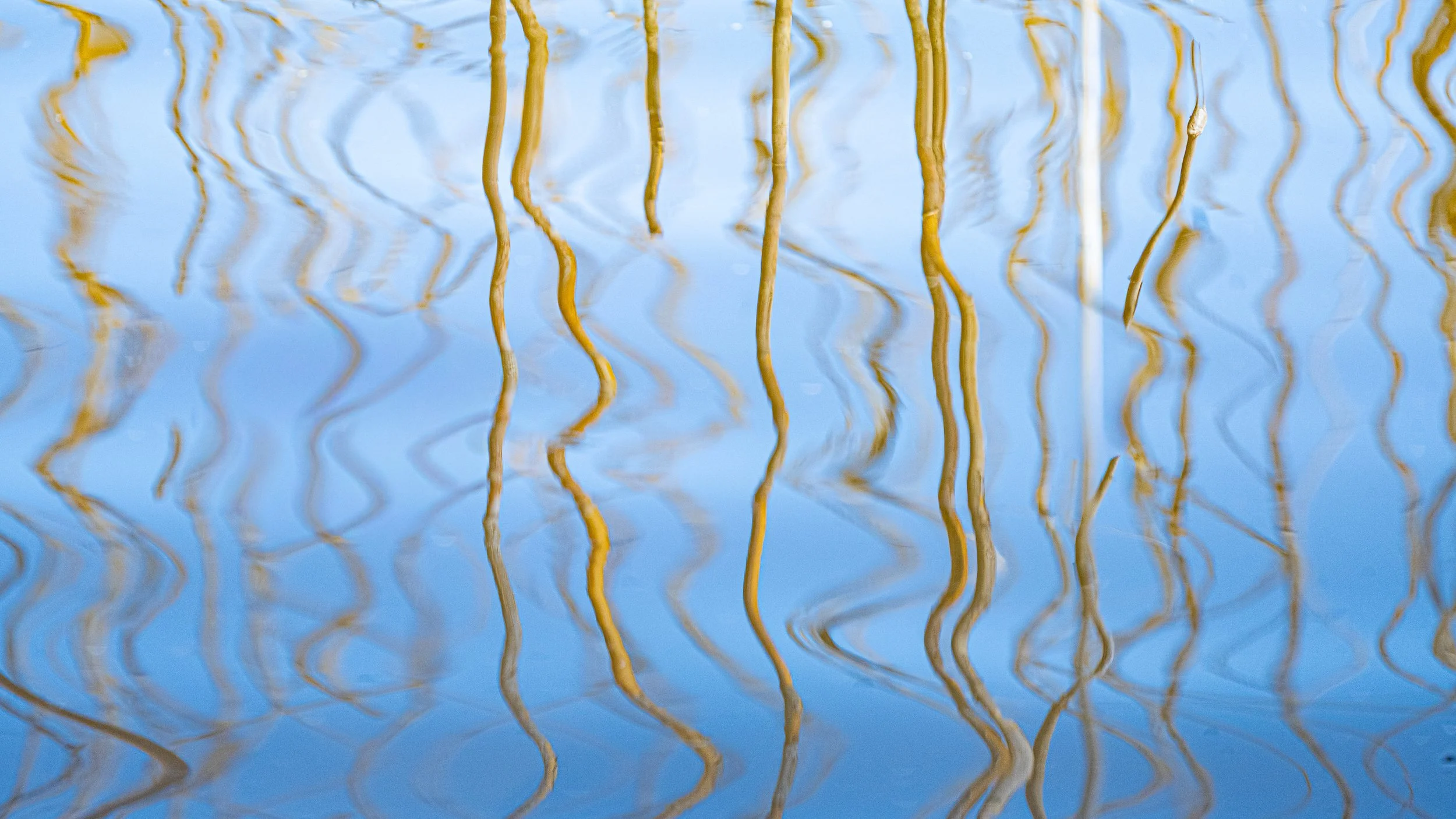 Form & Rhythm