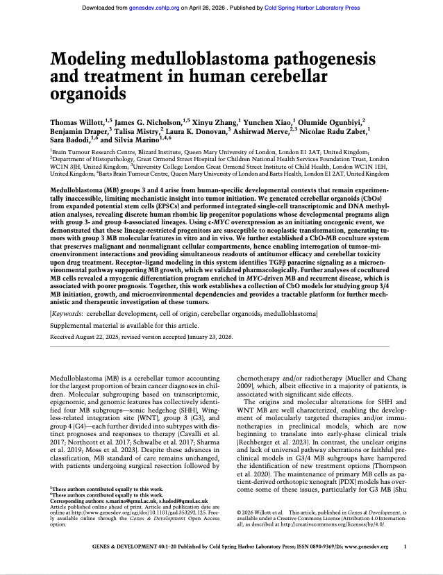 Title page of a scientific article titled "Modeling medulloblastoma pathogenesis and treatment in human cerebellar organoids," authored by Thomas Willott and others, published by Cold Spring Harbor Laboratory Press.
