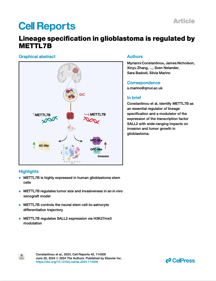 Figure depicting lineage regulation in glioblastoma by METTL7B, including gene expression, tumor invasion, and cellular differentiation pathways.