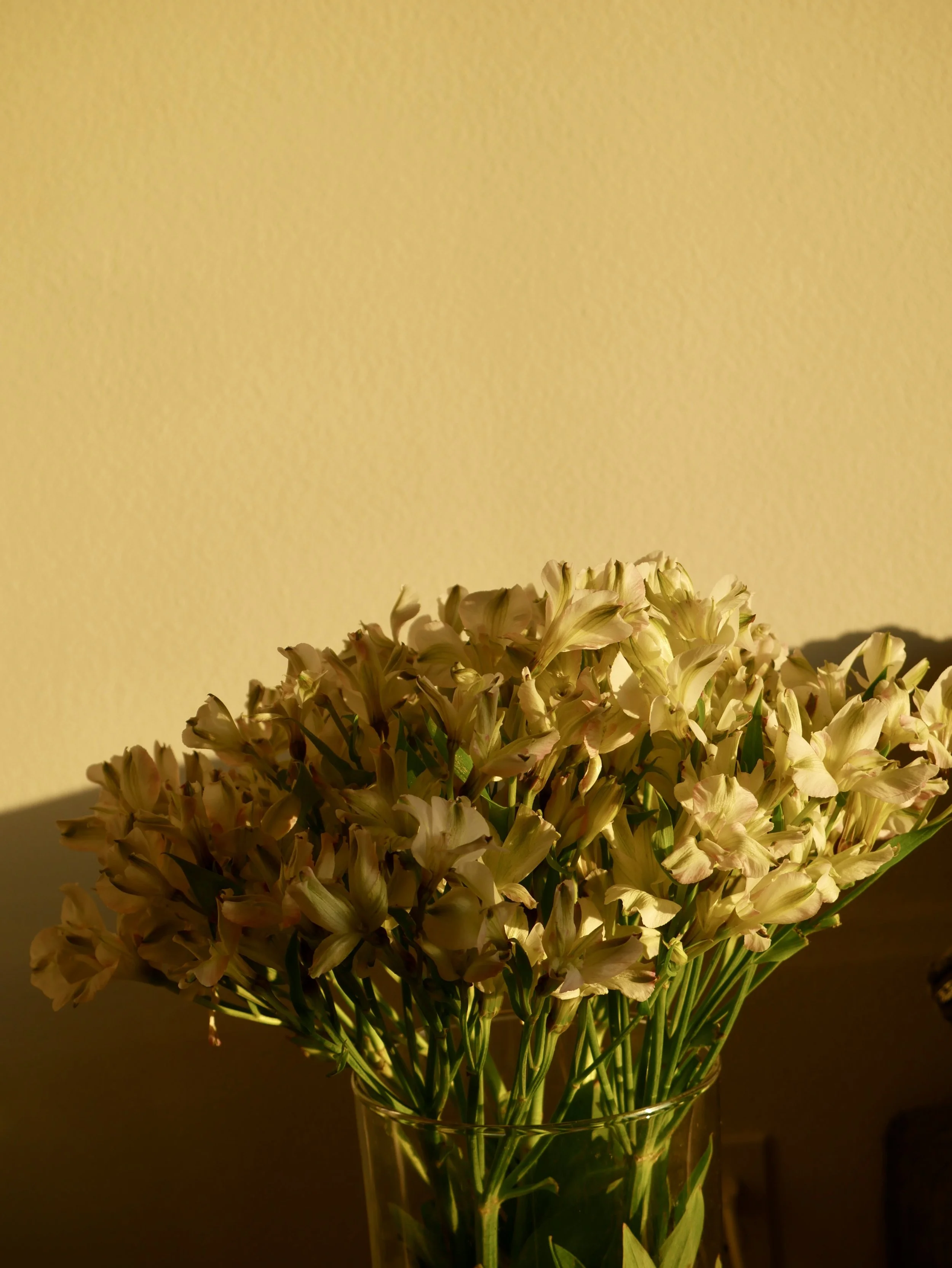 IMG_9830.jpeg