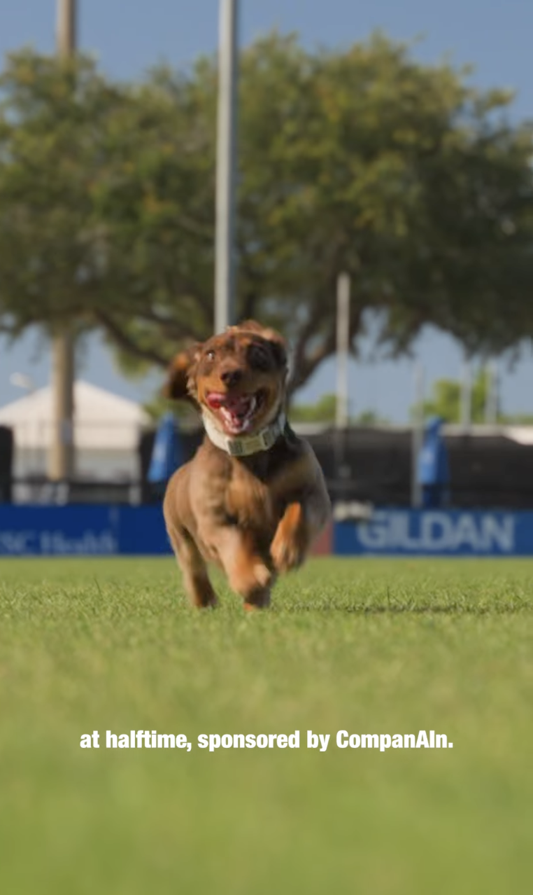 A happy brown puppy running on a grassy field at a sports stadium during daytime, with a large tree and blue sky in the background.