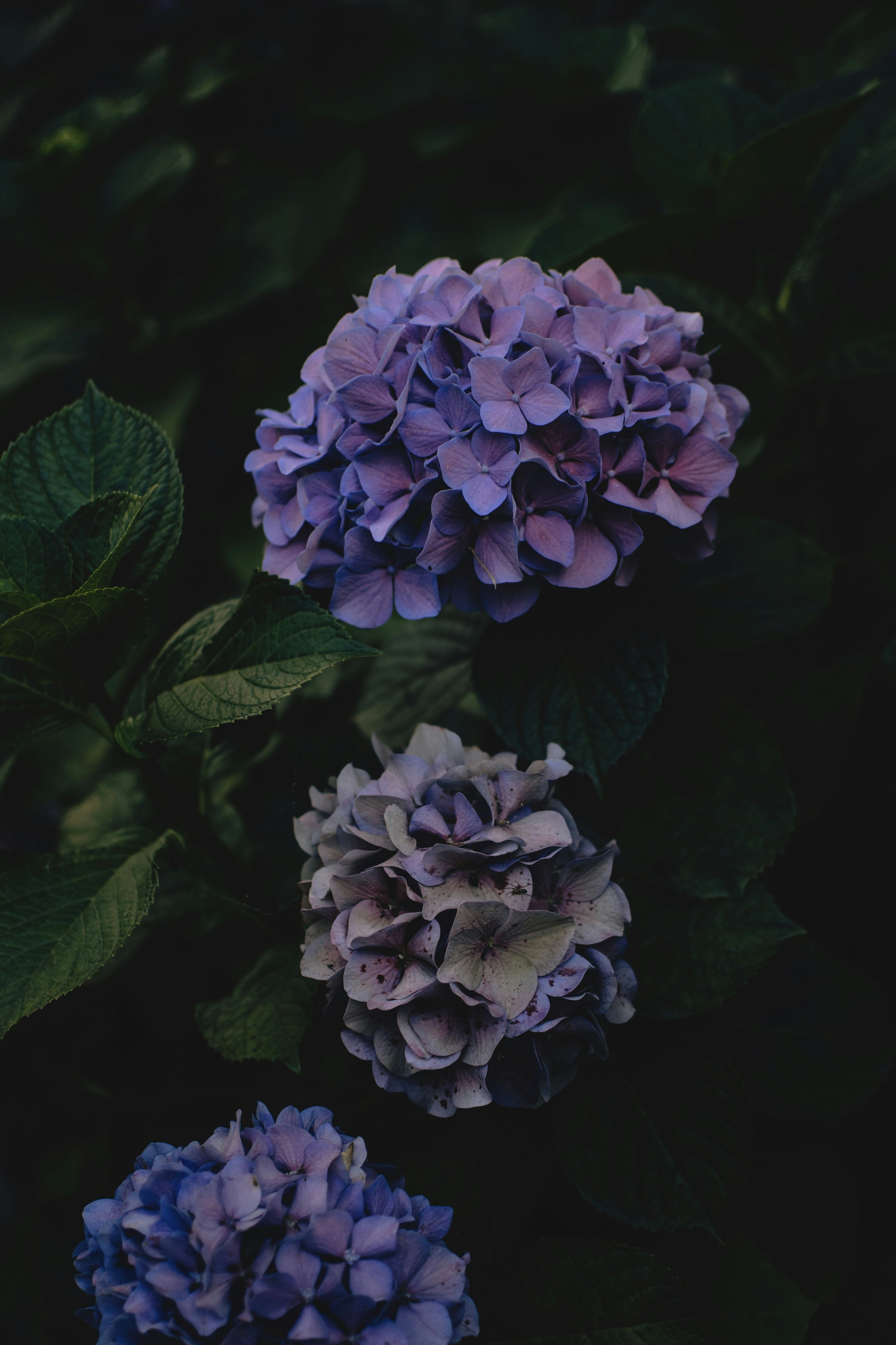 Close-up of purple and blue hydrangea flowers surrounded by dark green leaves.