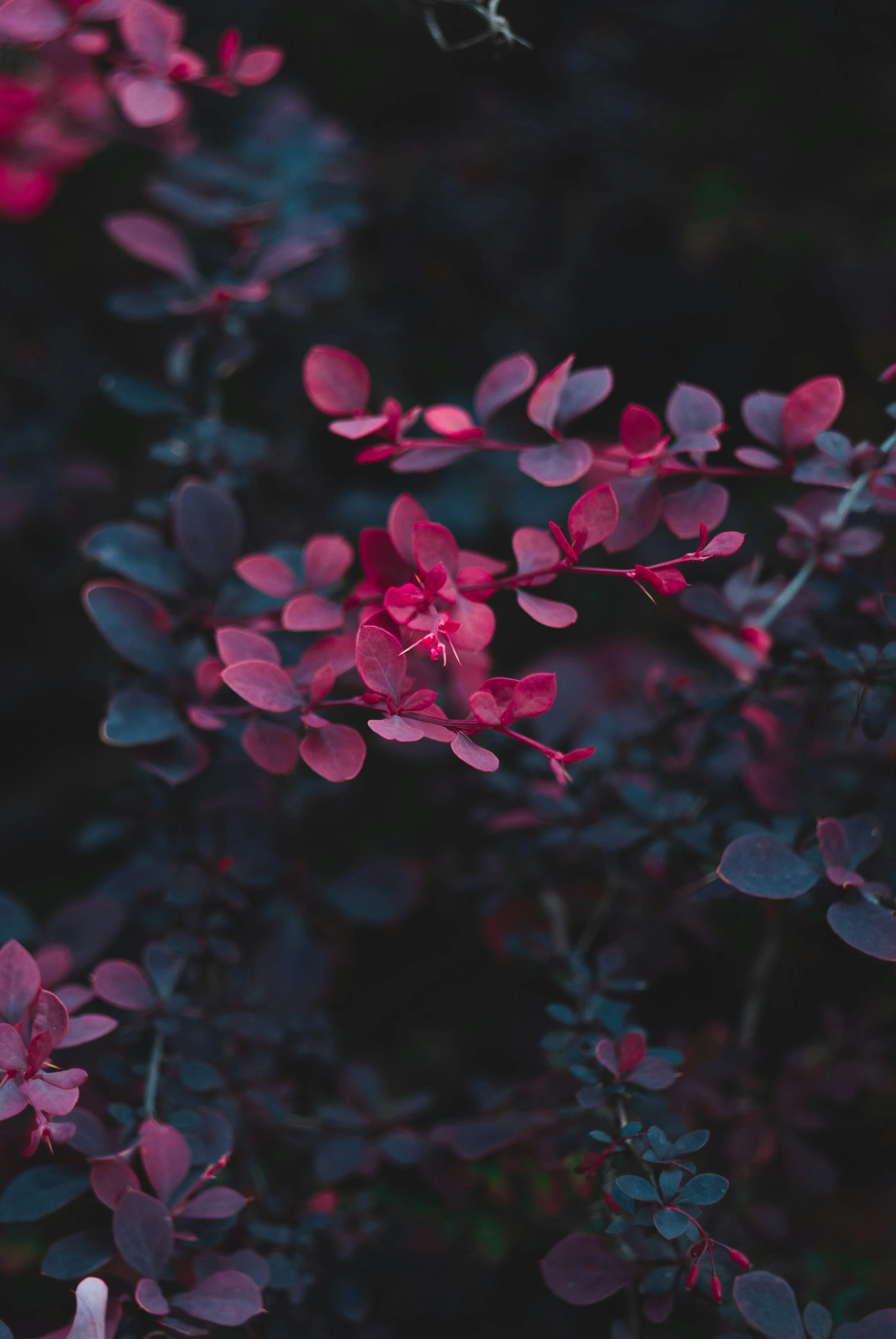 Close-up of pink and purple leaves on a dark background.