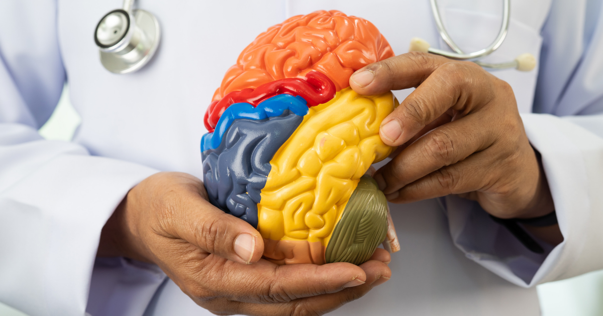 Person holding a colorful model of a human brain, showing different regions in orange, red, blue, yellow, and green, with a stethoscope around their neck.