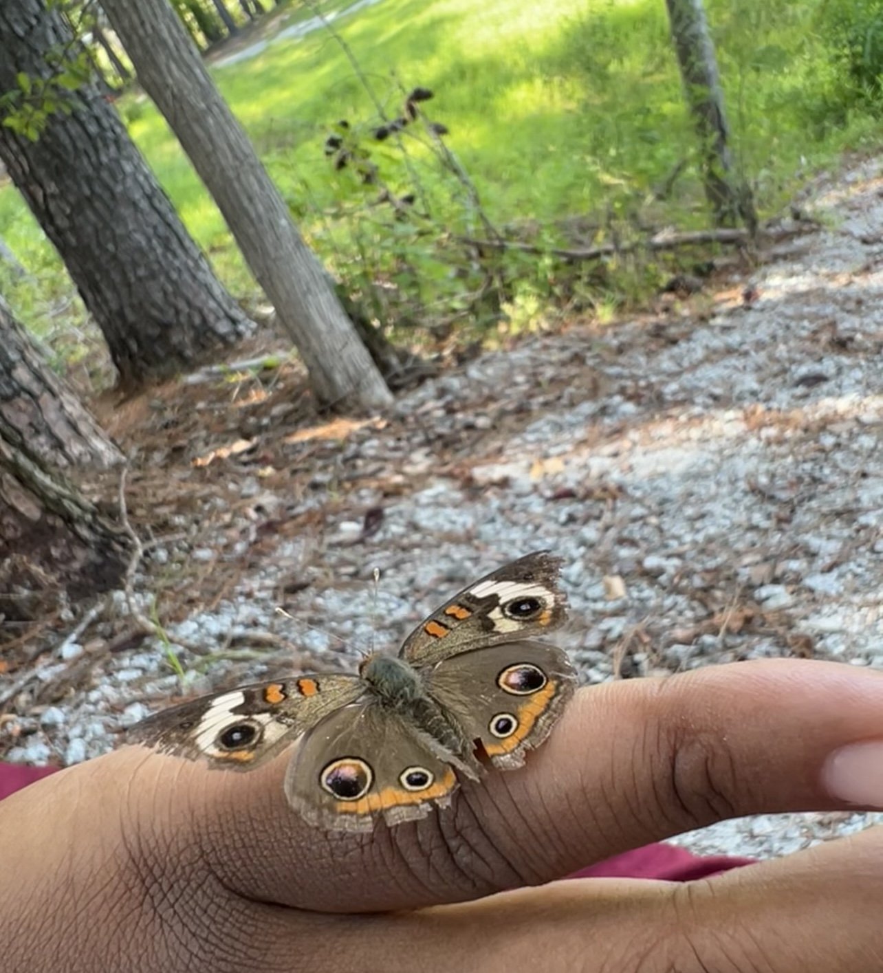 A butterfly with eye spots on its wings resting on a person's hand, with trees and a green grassy area in the background.