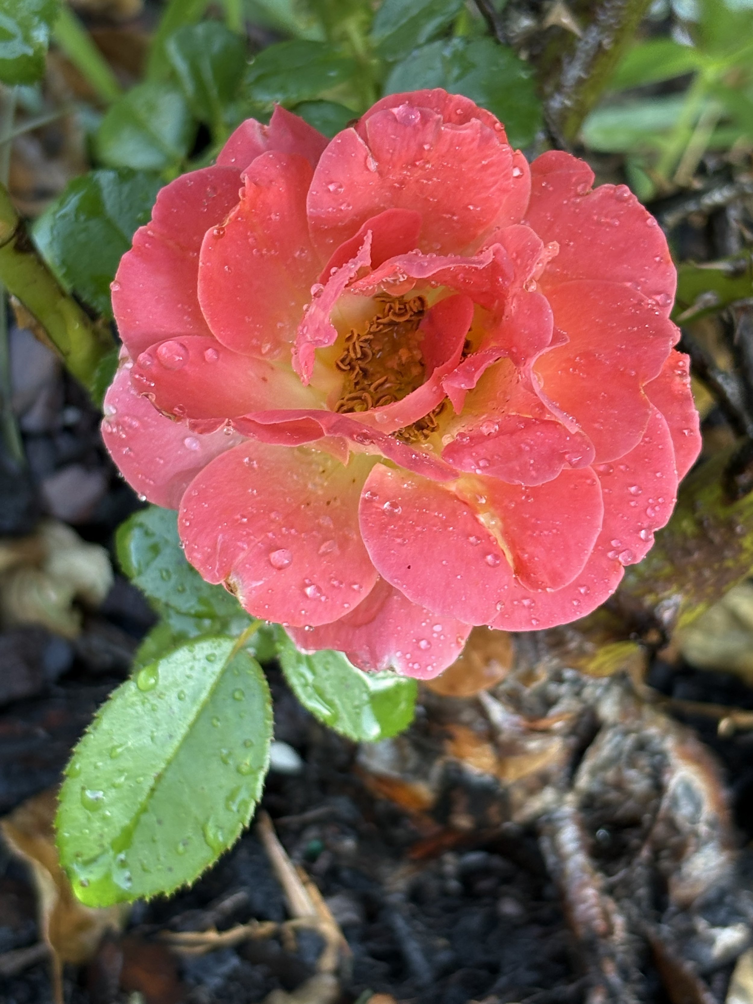 A pink rose with dewdrops on its petals growing in moist soil with green leaves around it.
