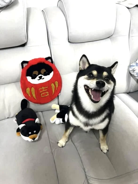 A happy Shiba Inu dog sitting on a gray sofa, with plush toys including a black and white dog plush and a red Japanese daruma rug behind it.