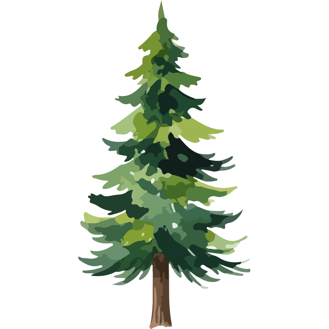 Illustration of a pine tree with green needles and a brown trunk.
