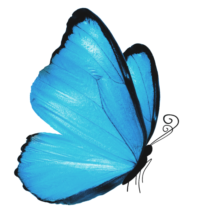 Close-up of a blue butterfly with black edges on its wings.