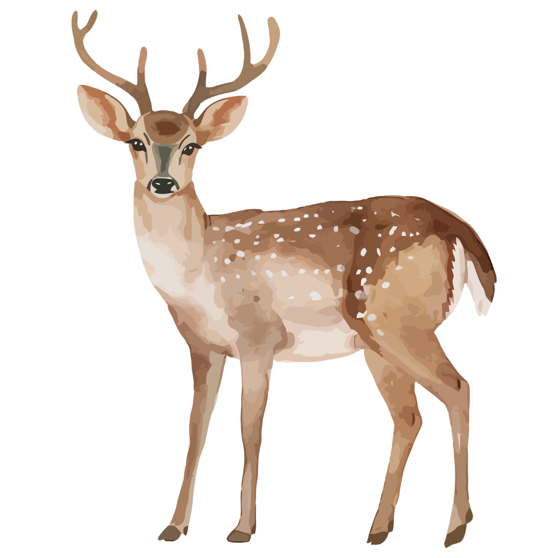 Illustration of a deer with antlers