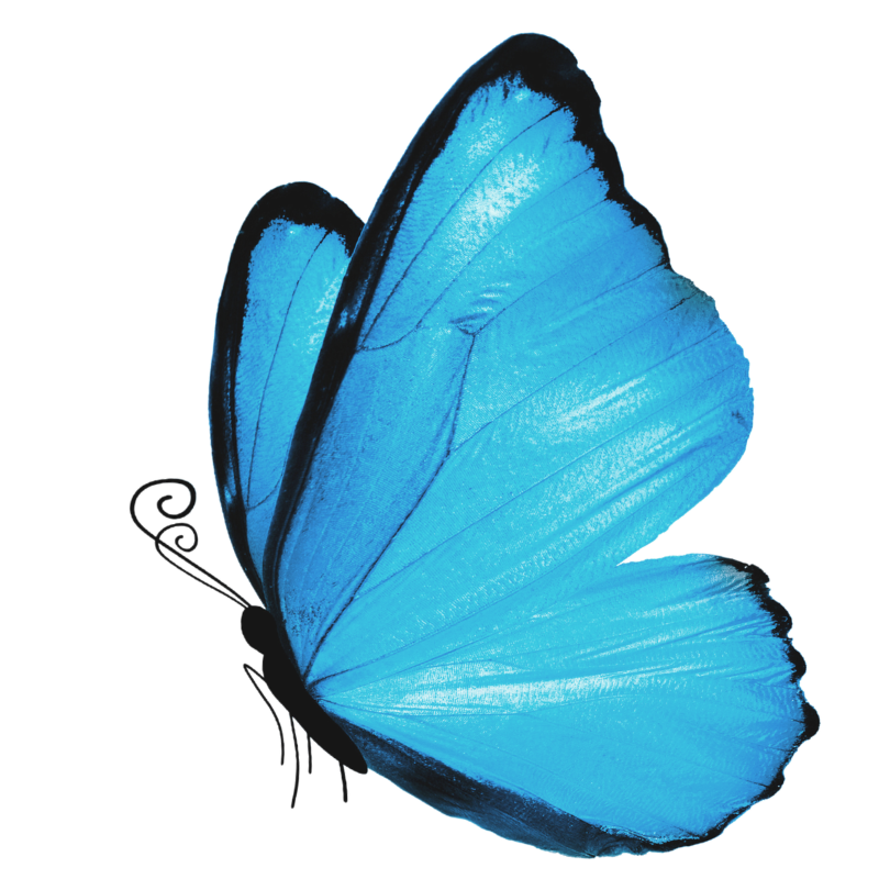 Close-up of a blue butterfly with black edges on its wings isolated on a black background.
