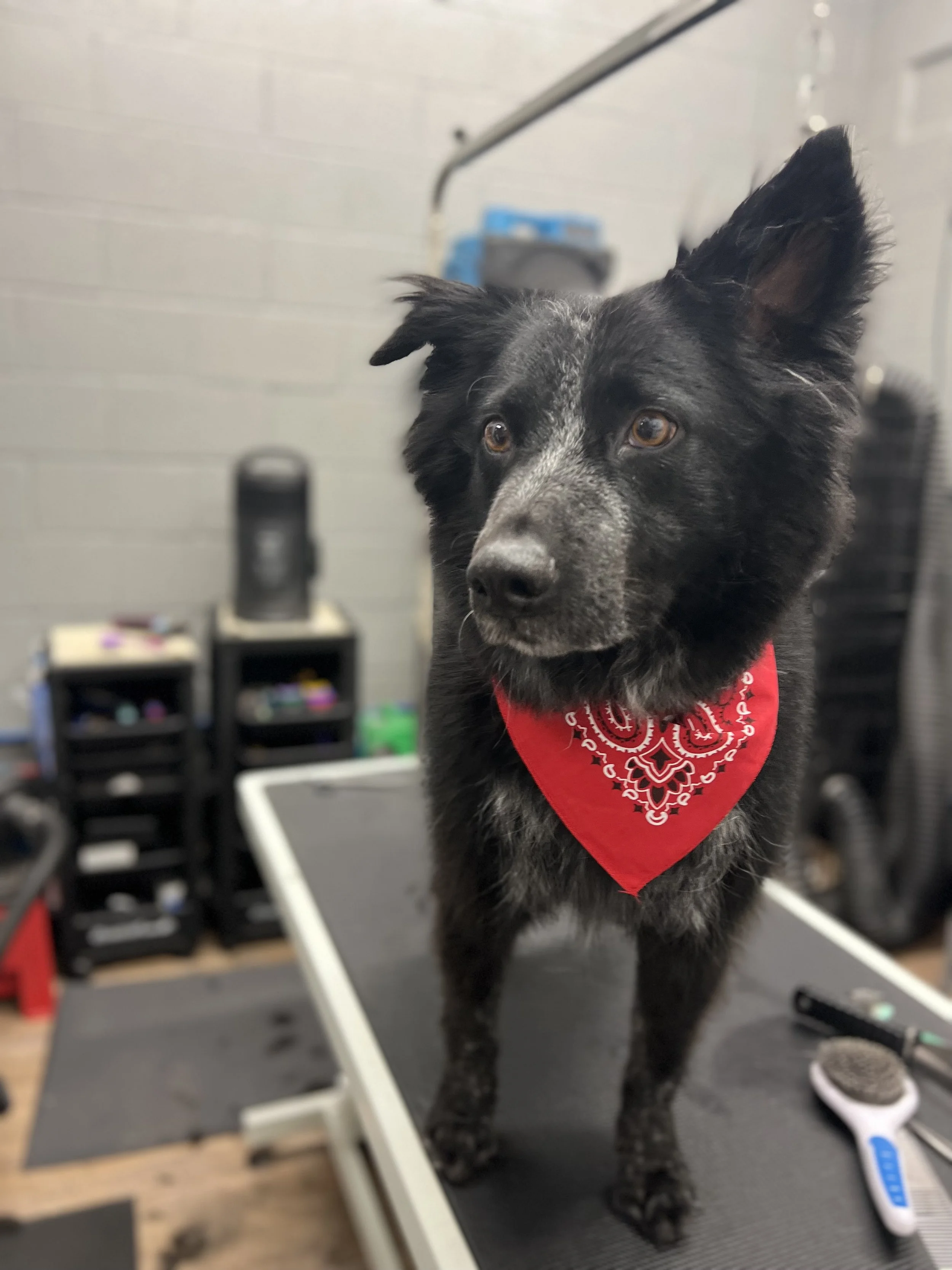 Black dog with a white speckled face wearing a red bandana, standing on a grooming table, with grooming tools and equipment in the background.
