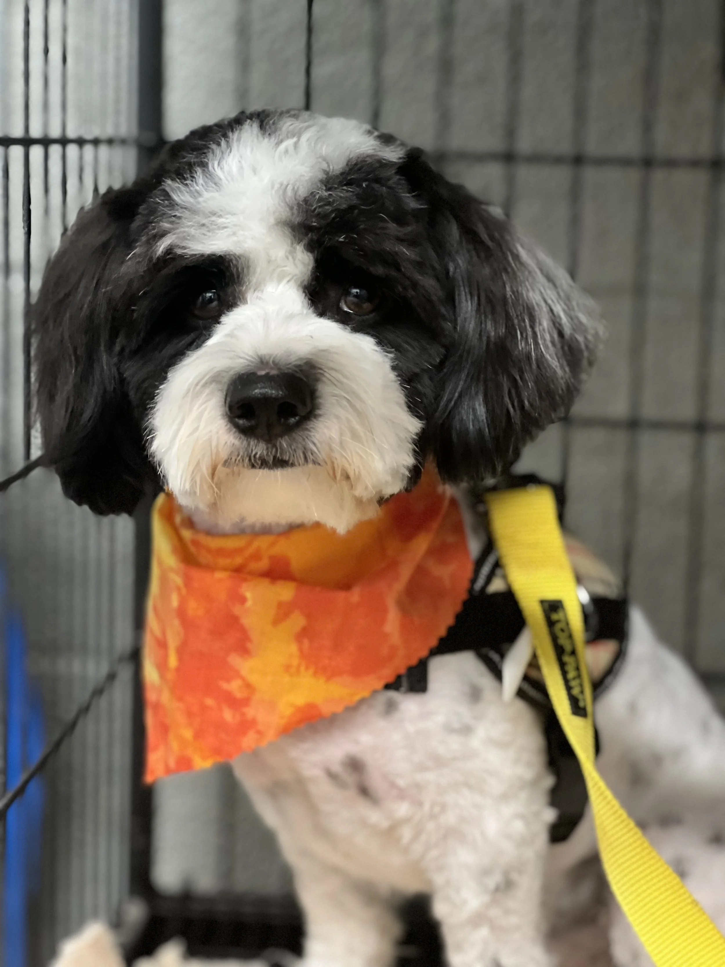 A black and white dog wearing an orange bandana, inside a kennel.