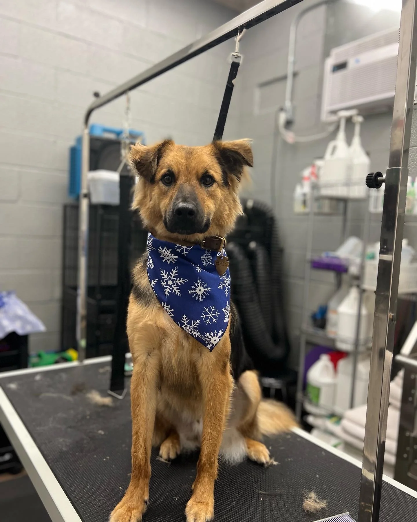 A brown and black dog wearing a blue bandana with white snowflakes, sitting on a grooming table in a grooming salon.