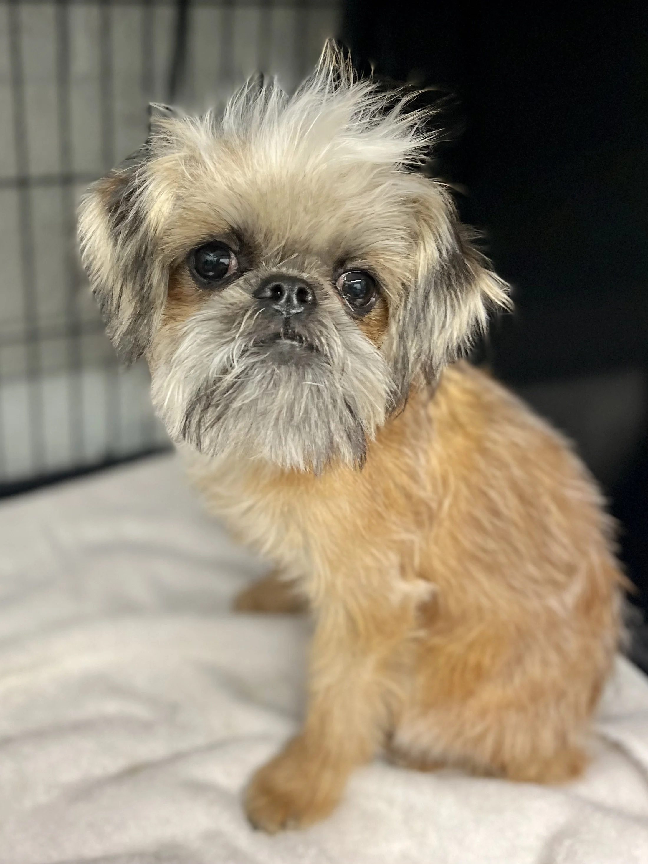 A small dog with long, fluffy beige and brown fur and dark eyes, sitting inside a crate with a metal grid door.