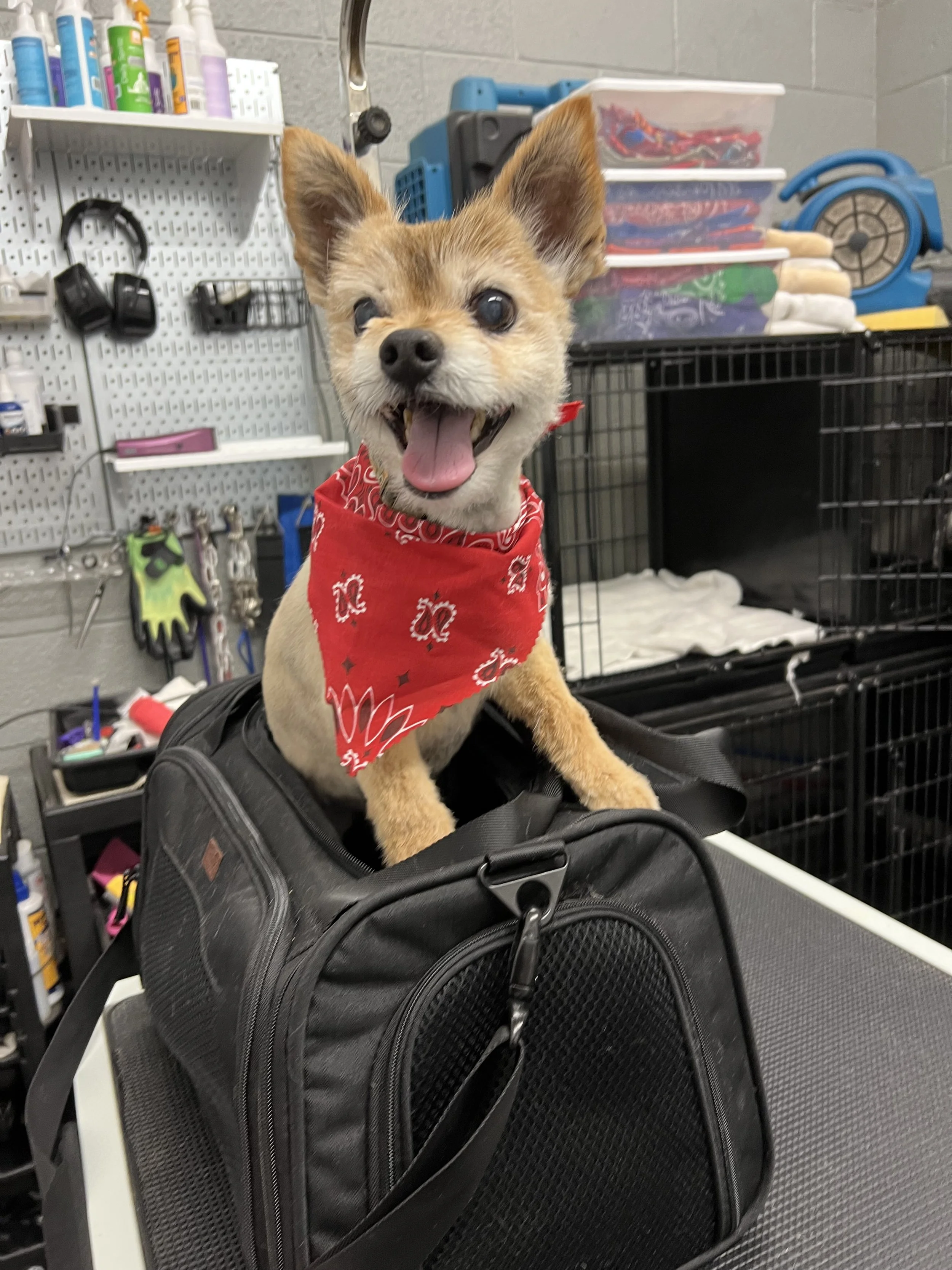 A small dog with a tan coat, wearing a red bandana, sitting in a black pet carrier on a grooming table. The background includes shelves with grooming supplies and racks with grooming tools.