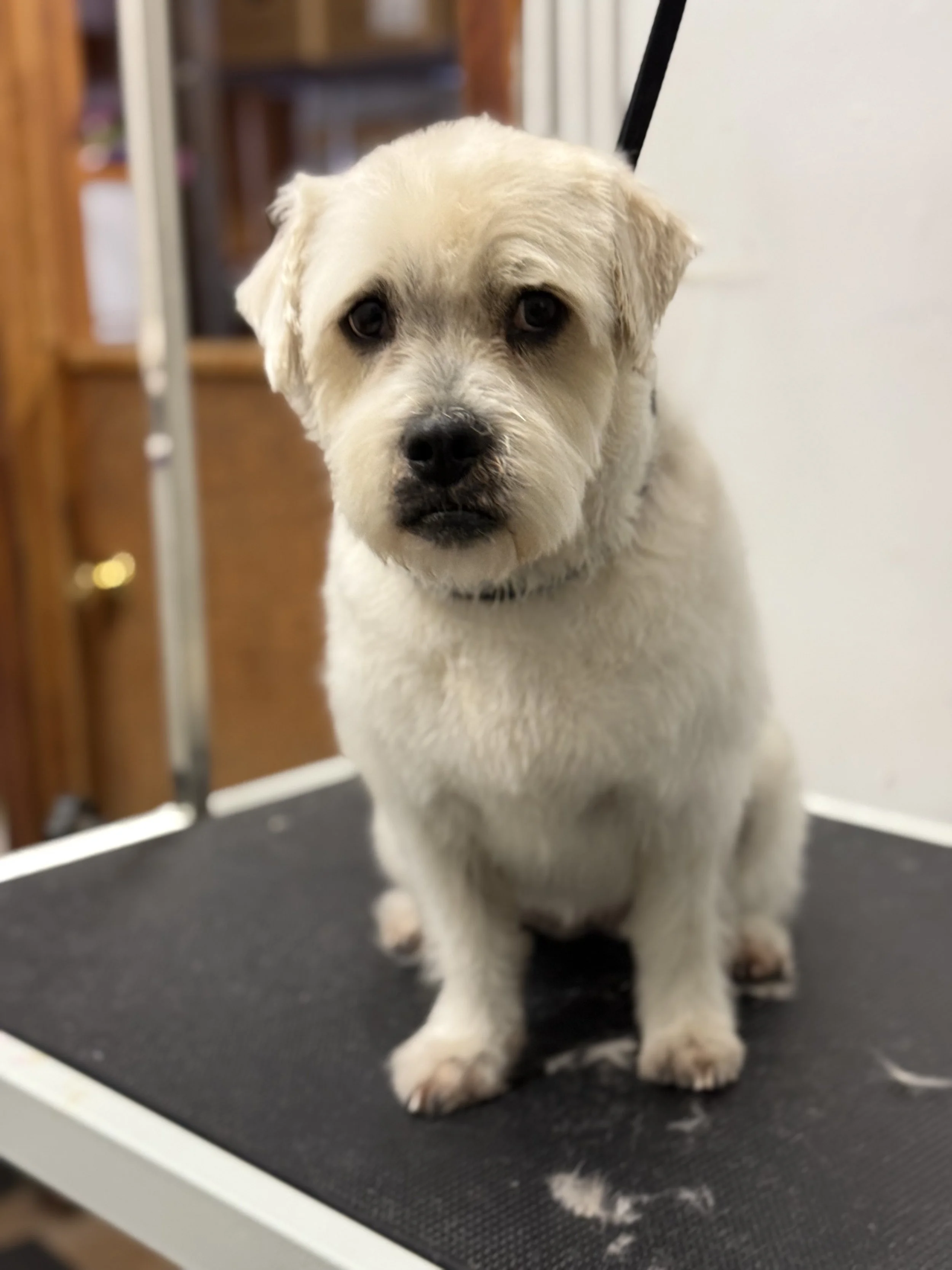 A cute puppy with light-colored fur sitting on a grooming table, looking directly at the camera.