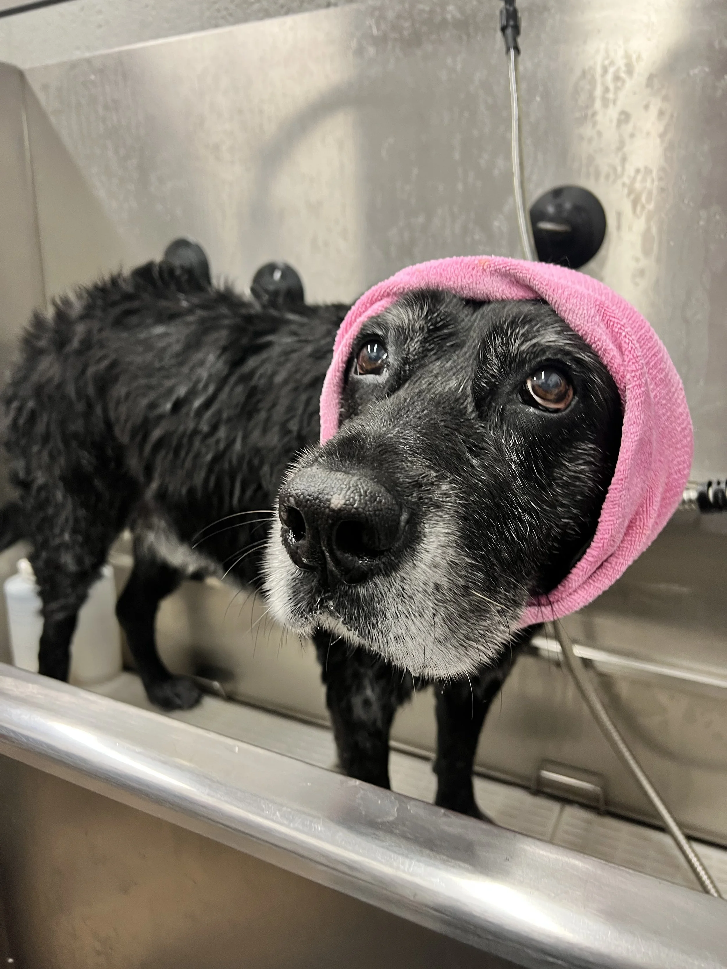 Close-up of an old black dog, wearing a pink towel around its head, standing in a bathtub.