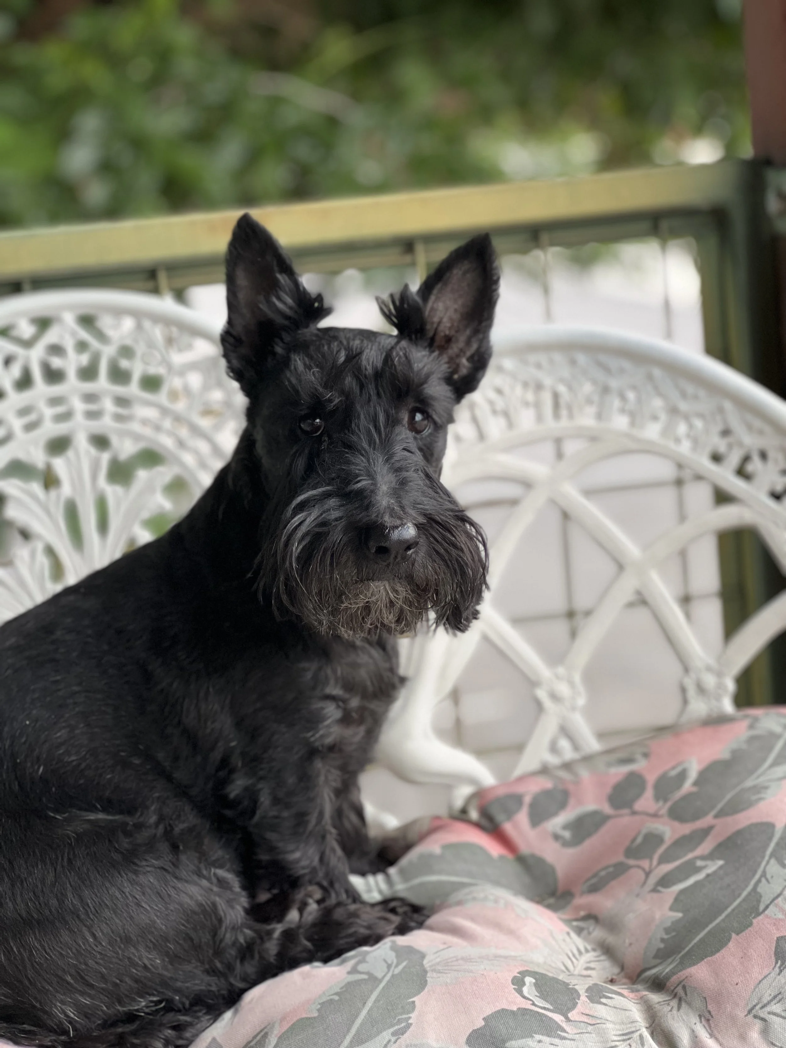 Close-up of a black Scottish Terrier dog with pointed ears sitting on a chair with a white decorative backrest outdoors with greenery in the background.