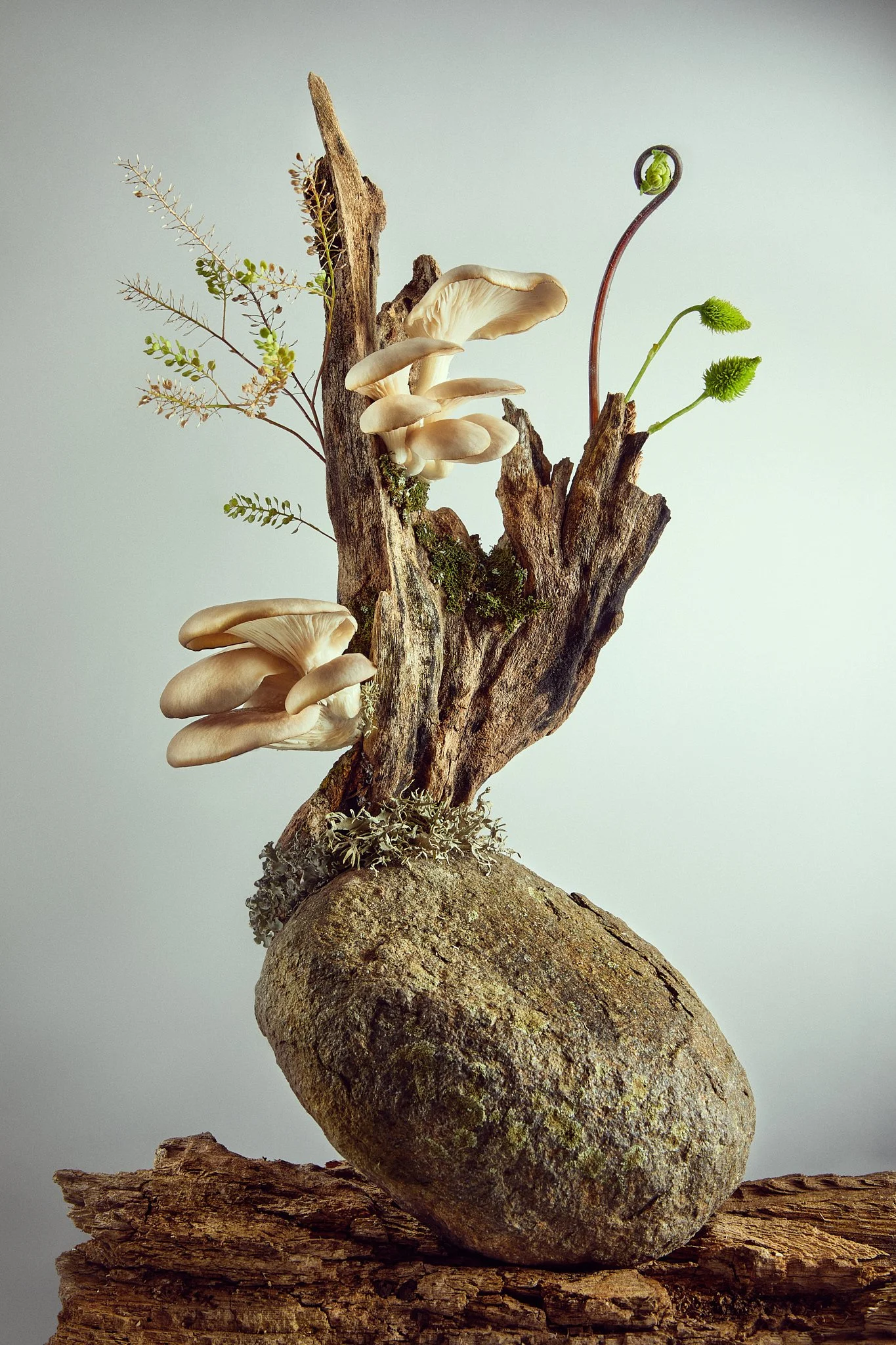 A balanced arrangement of mushrooms, a rock, a piece of wood, moss, and small plants on a wooden base. Demonstrating the 'balance' that adaptogens can bring to your life