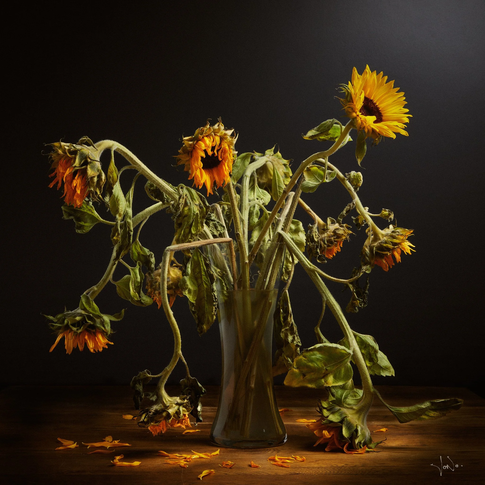 fading sunflowers still life