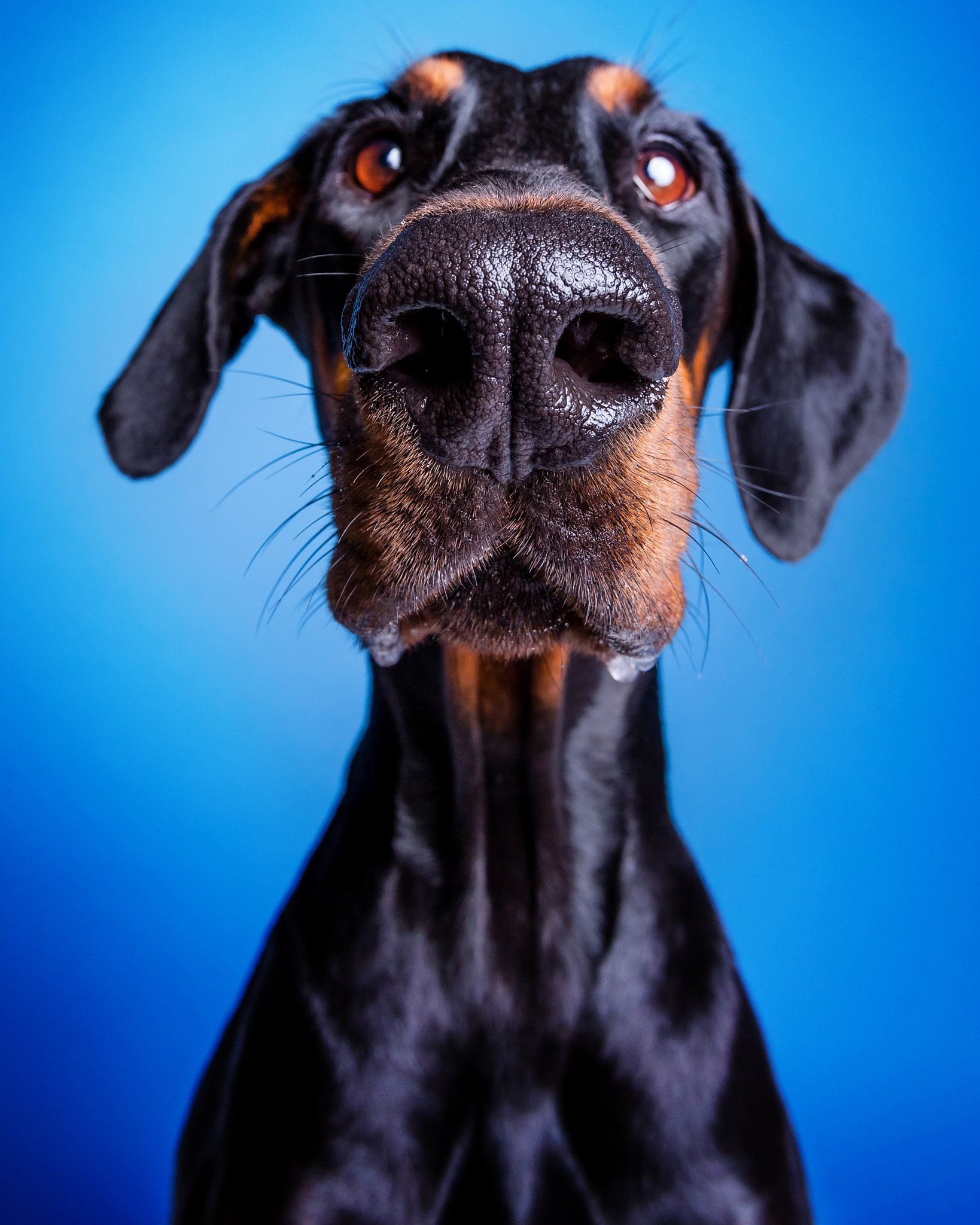 Close-up of a doberman dog with a prominent nose cause by wide angle lens distortion, looking directly at the camera against a blue background.
