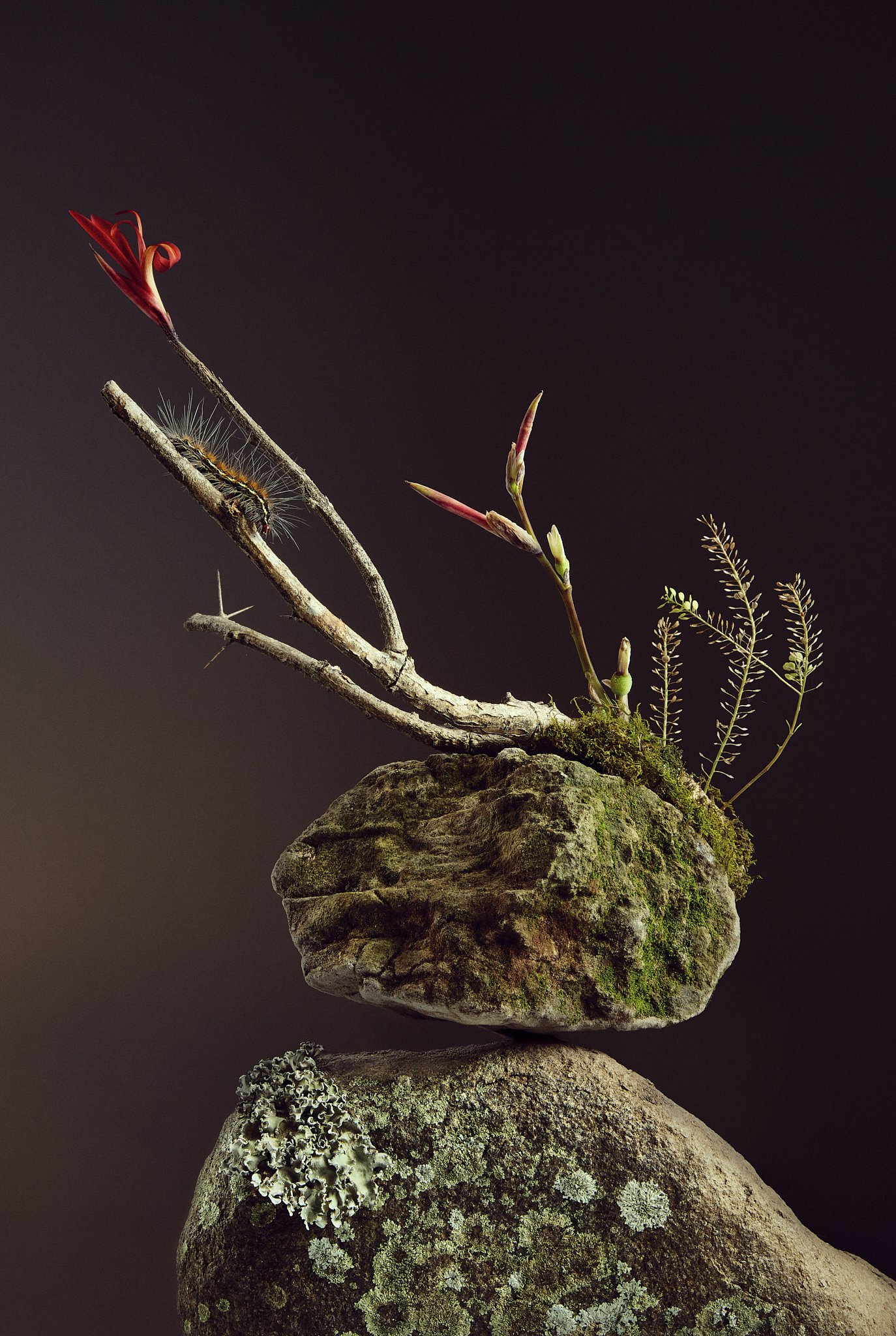 A small cactus-like plant with a red flower on a thin branch, growing from a mossy rock, with adjacent plants, moss, and lichen in a dark background. And a caterpillar crawling up the branch.