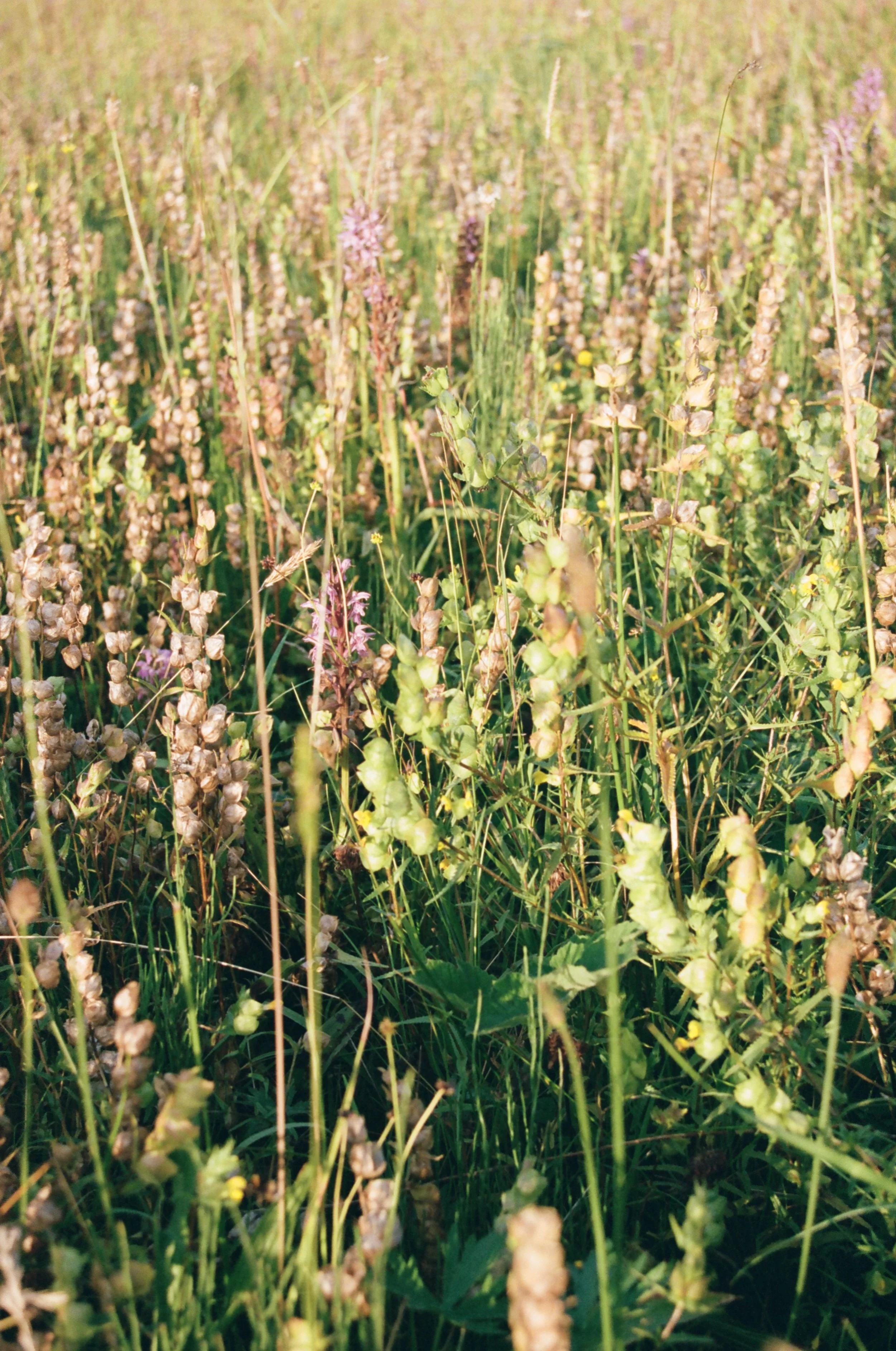 A field of tall grasses and wildflowers, with blurred background of more grasses and flowers in sunlight.