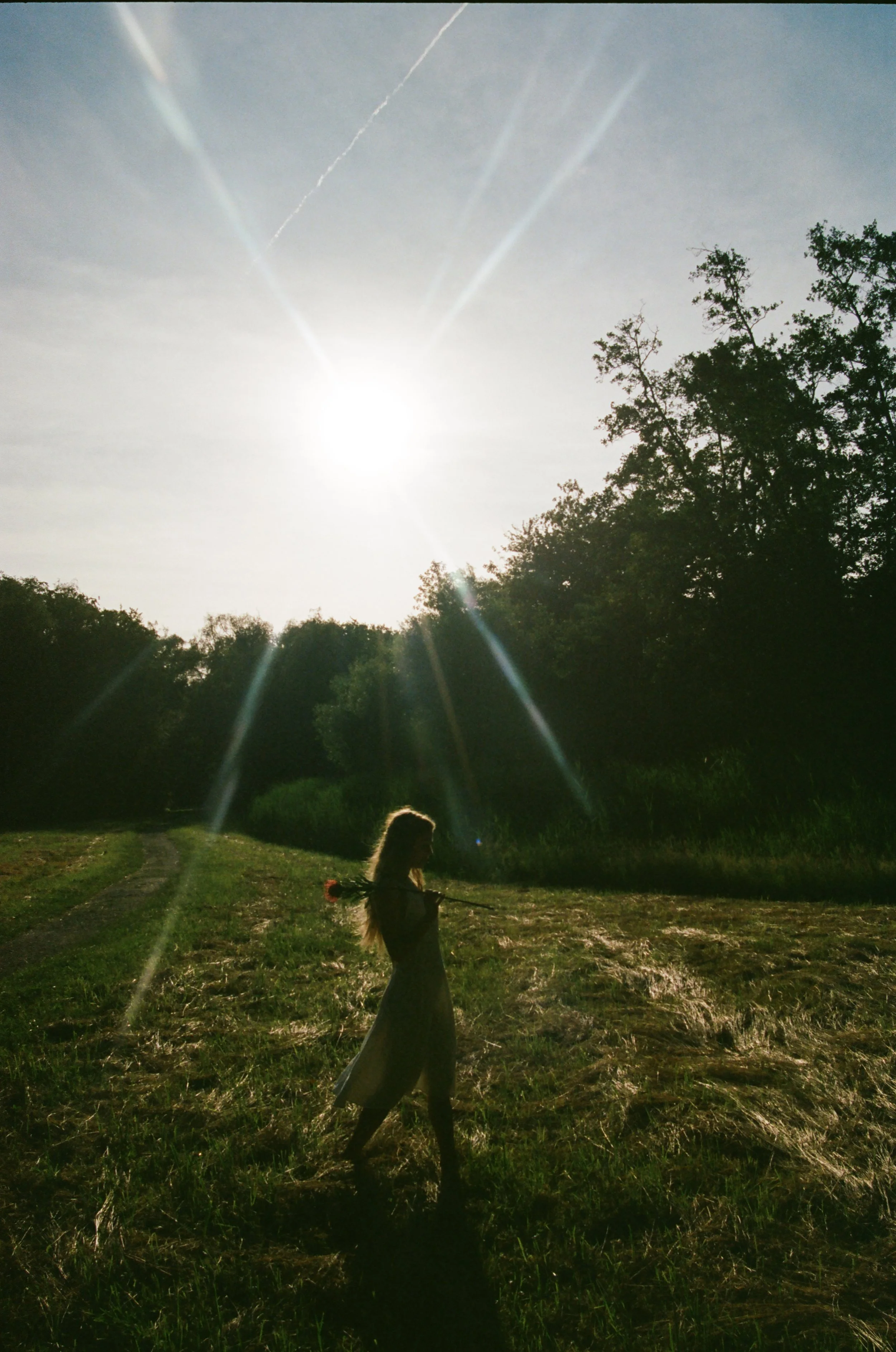A girl with long hair pulling a rose on a stick in a grassy field with trees, under a bright sun with lens flare, and contrails in the sky.