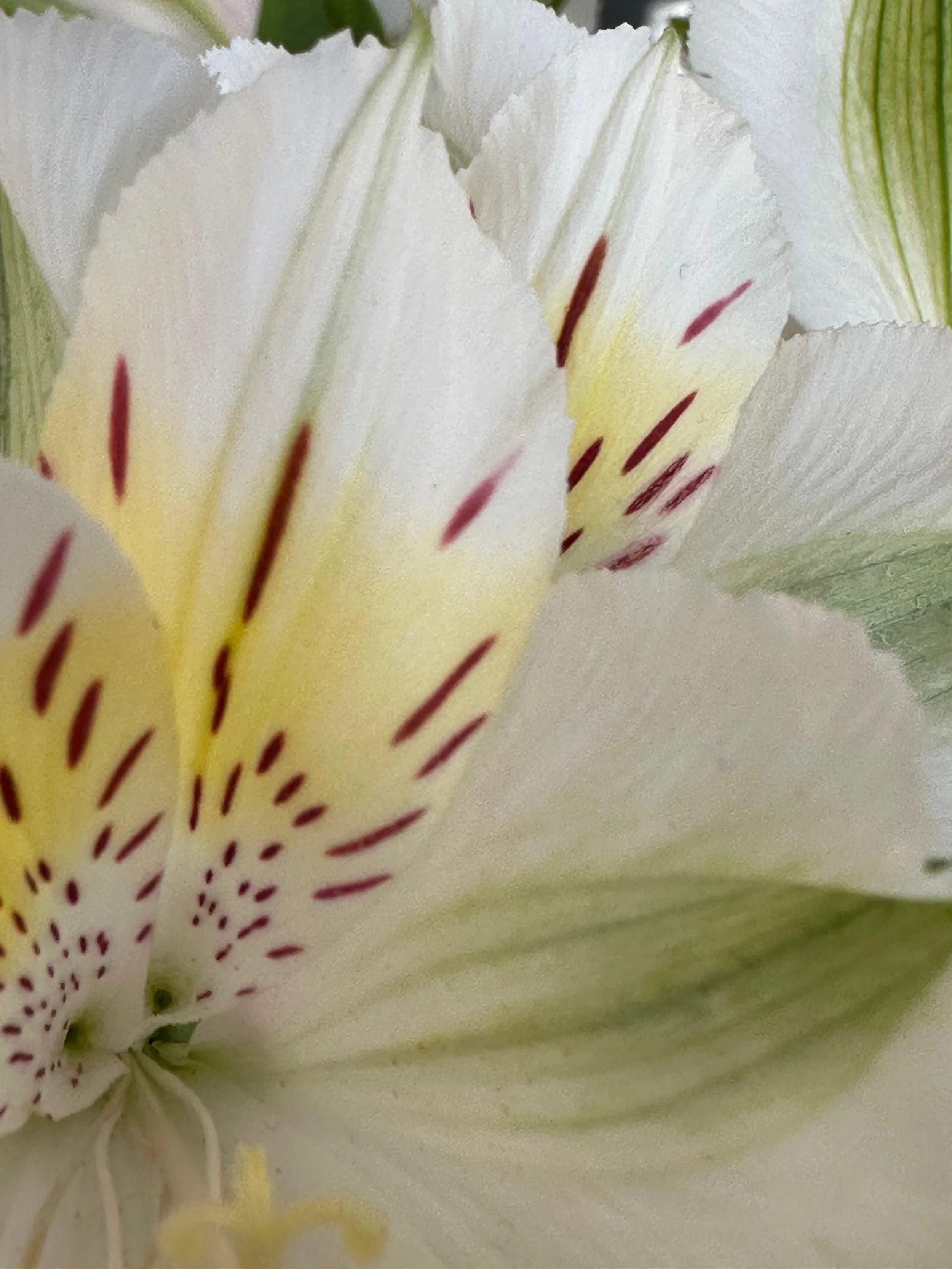 Flor de lirio blanca con manchas rojas en sus pétalos.