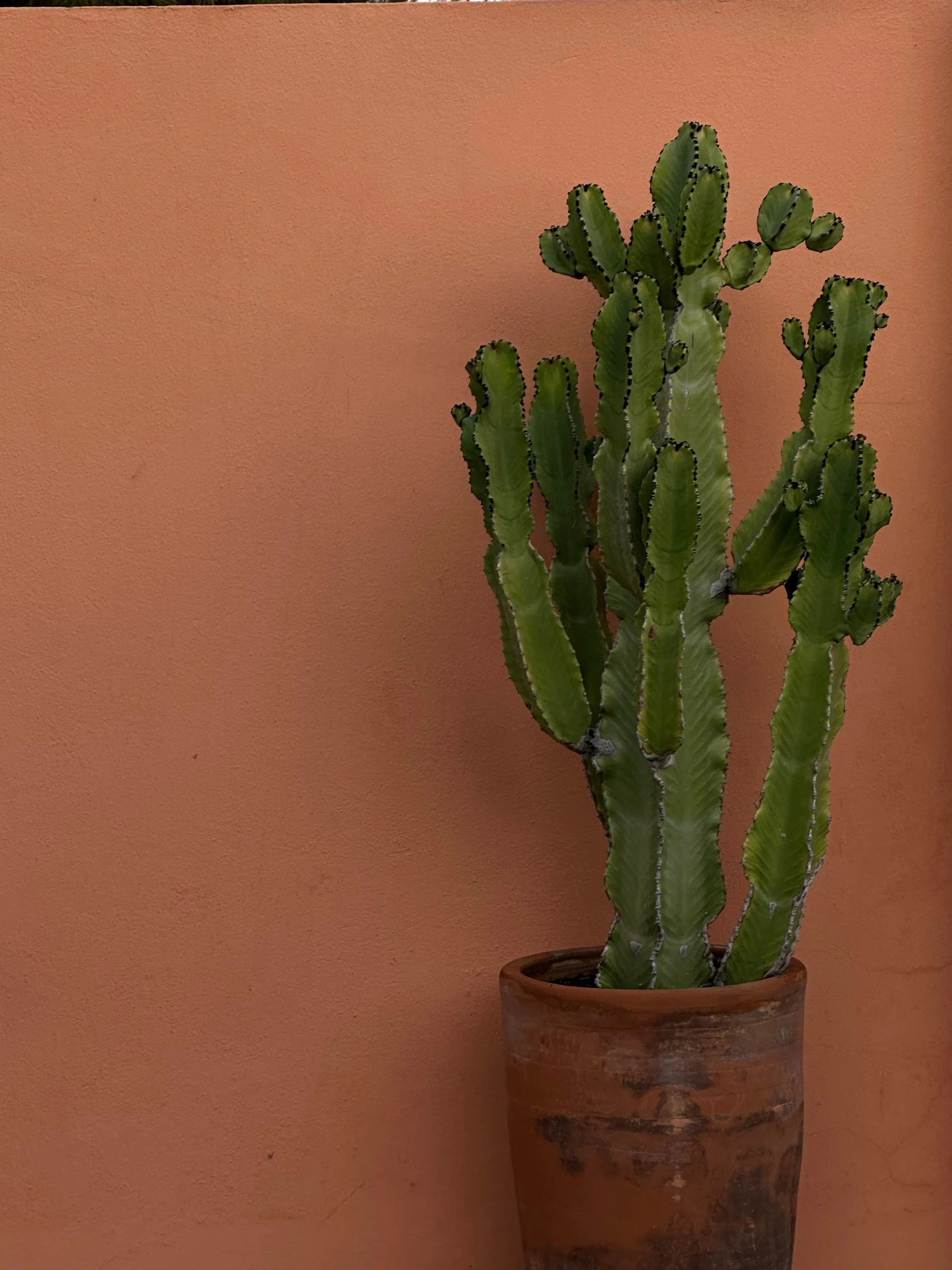 Cactus en una maceta de barro frente a una pared de color ocre.