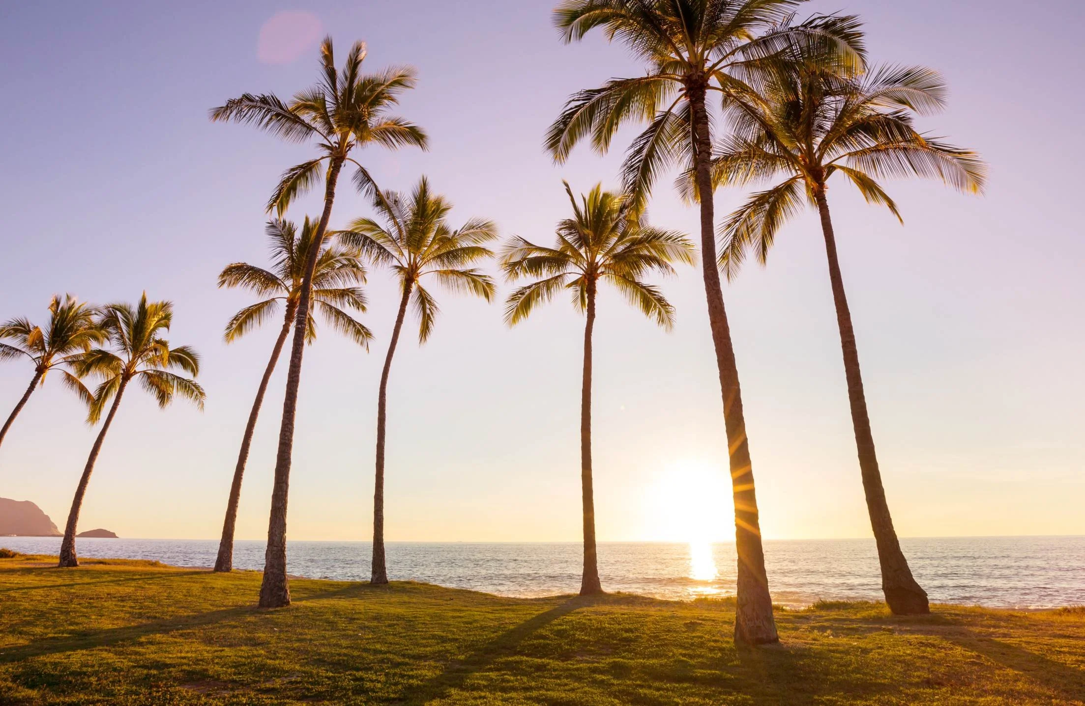 Sunset over a beach with palm trees lining the shore, casting long shadows on the grass.