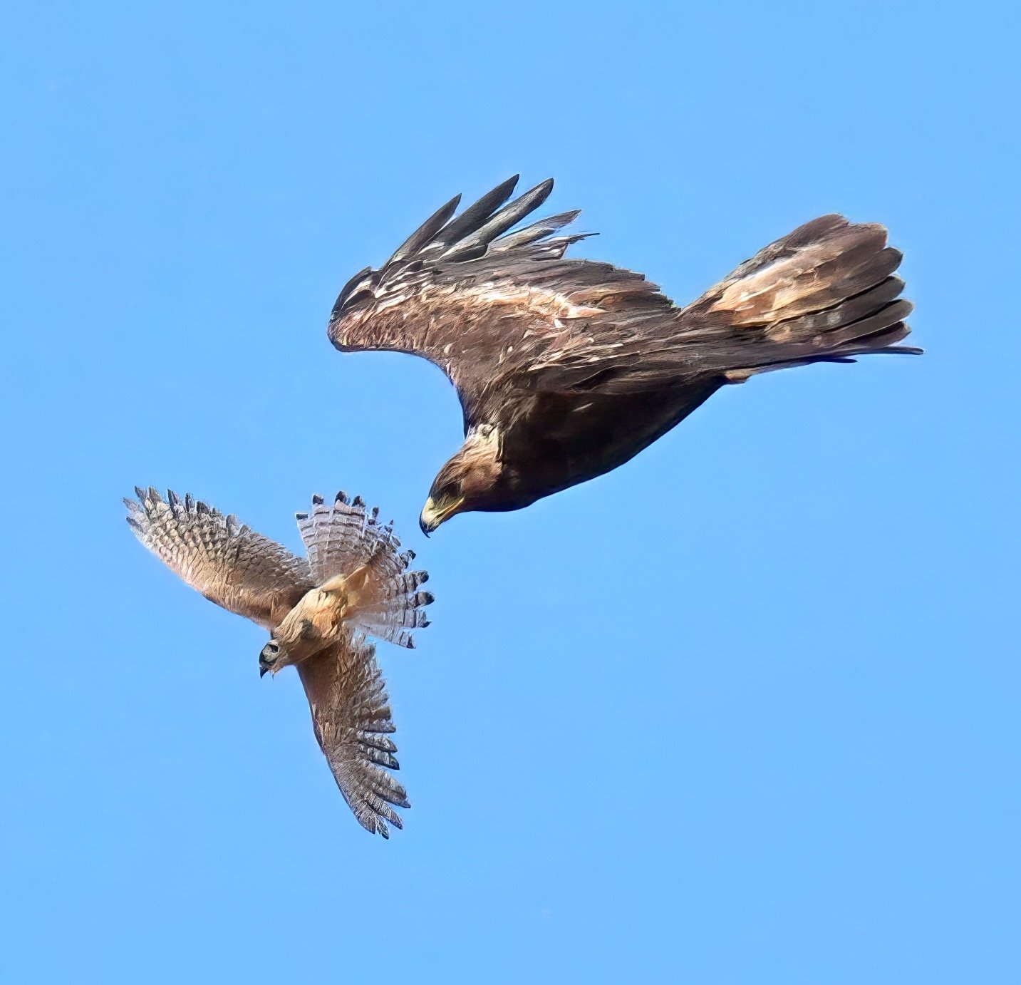 Golden Eagle