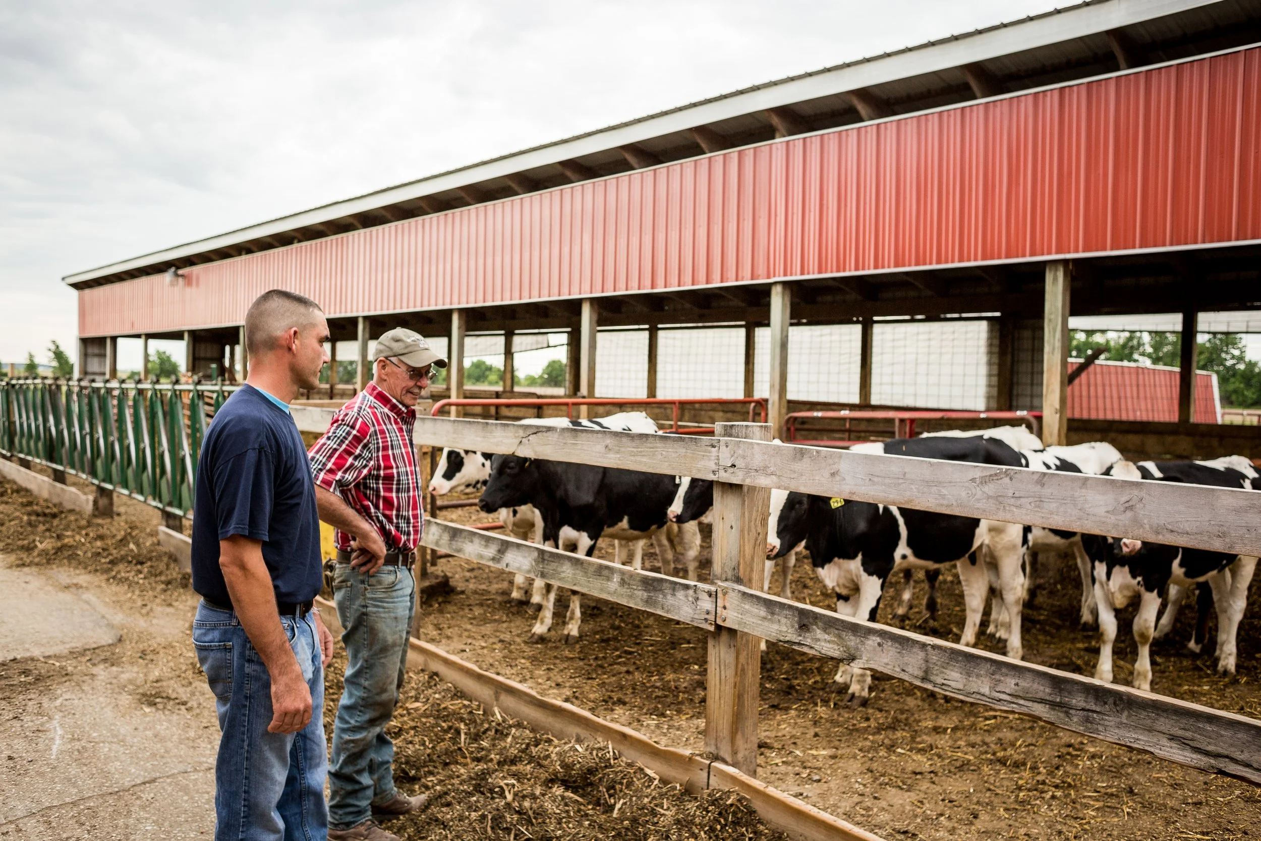 Two men observing Holstein cows in a barn or dairy farm with a red wooden roof and wooden fencing.