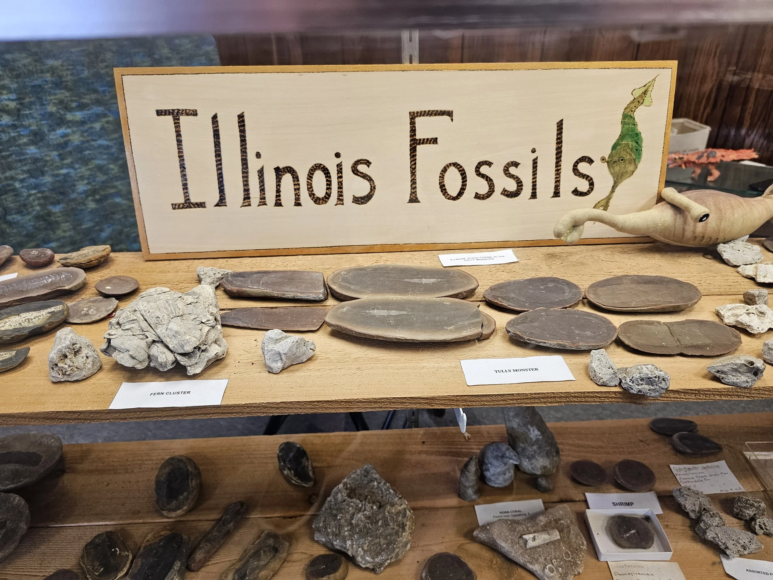 Museum display labeled Illinois Fossils with an assortment of local specimens.
