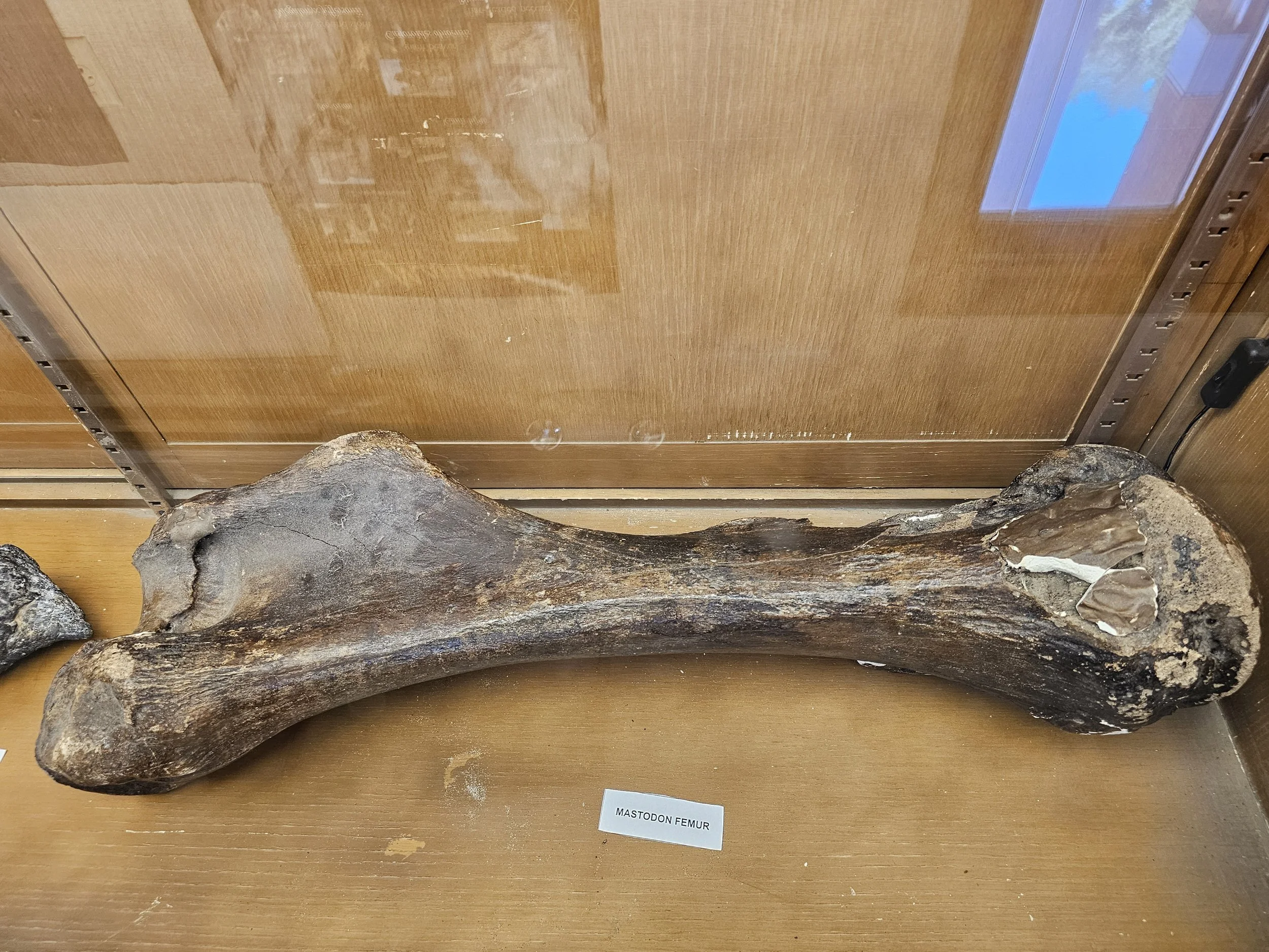 Close-up of a fossilized mastodon femur on display.
