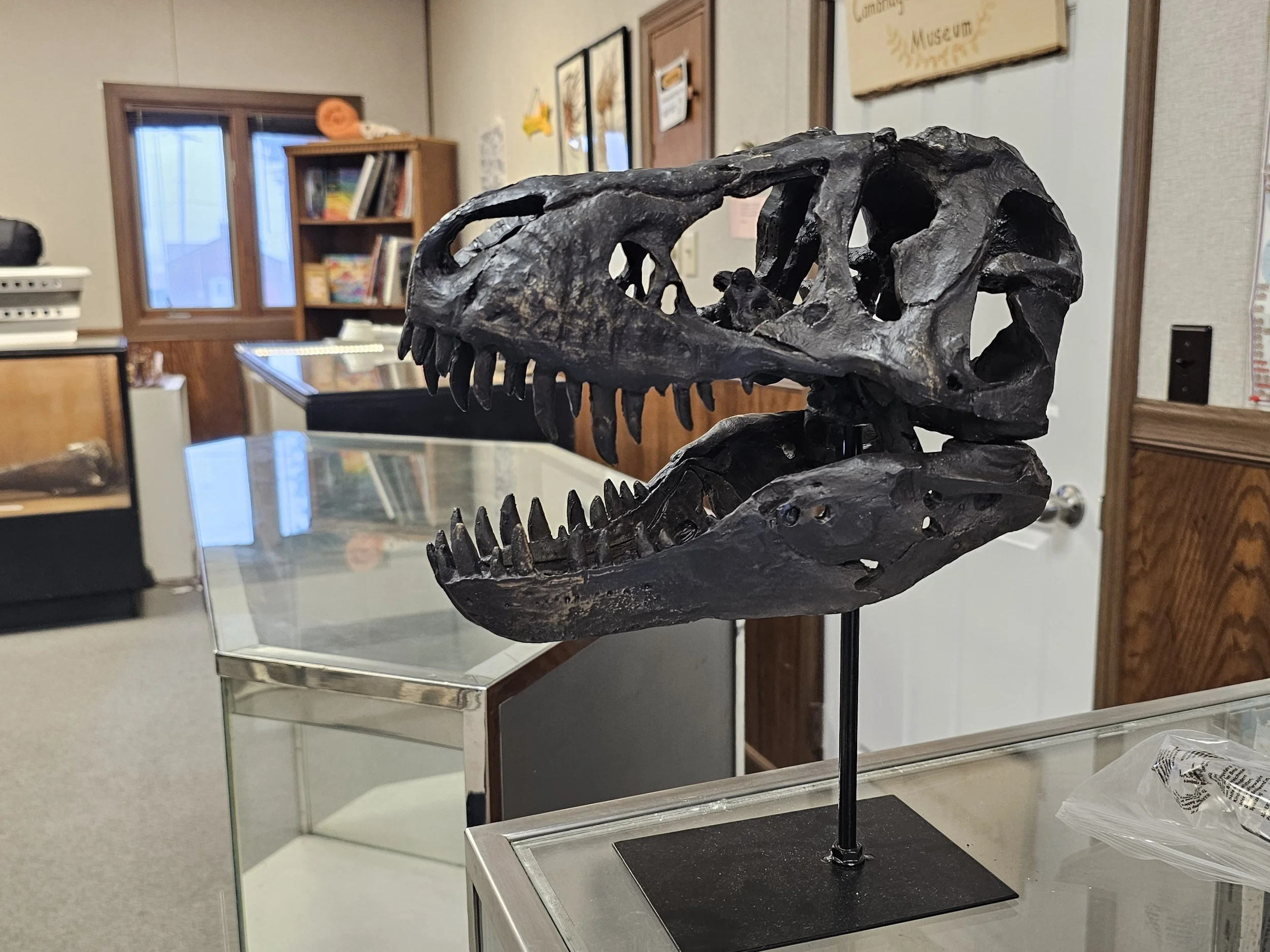 Close-up of a Tyrannosaurus rex skull replica in the museum.