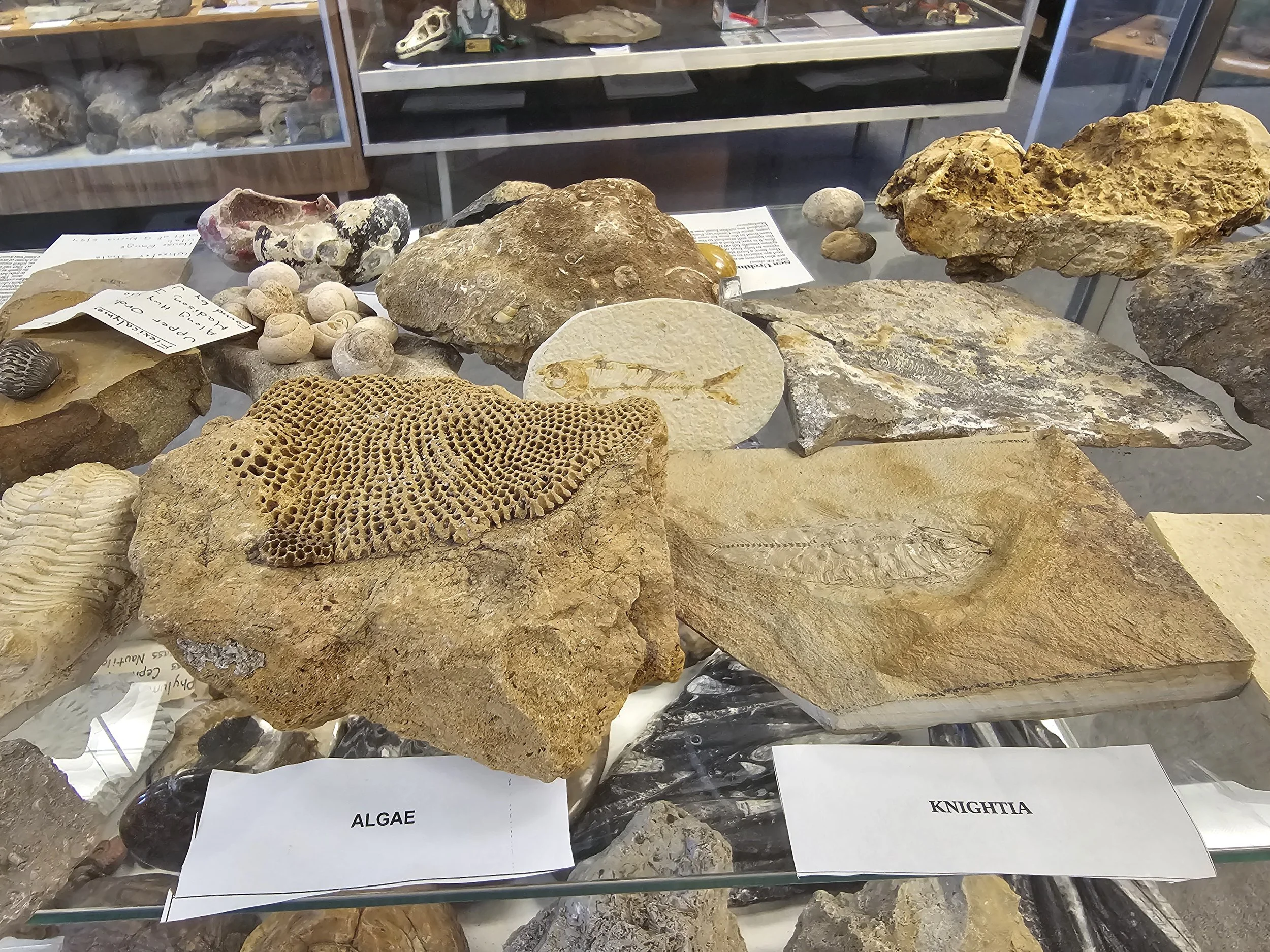 Close-up view of aquatic fossils and marine specimens in a museum display.