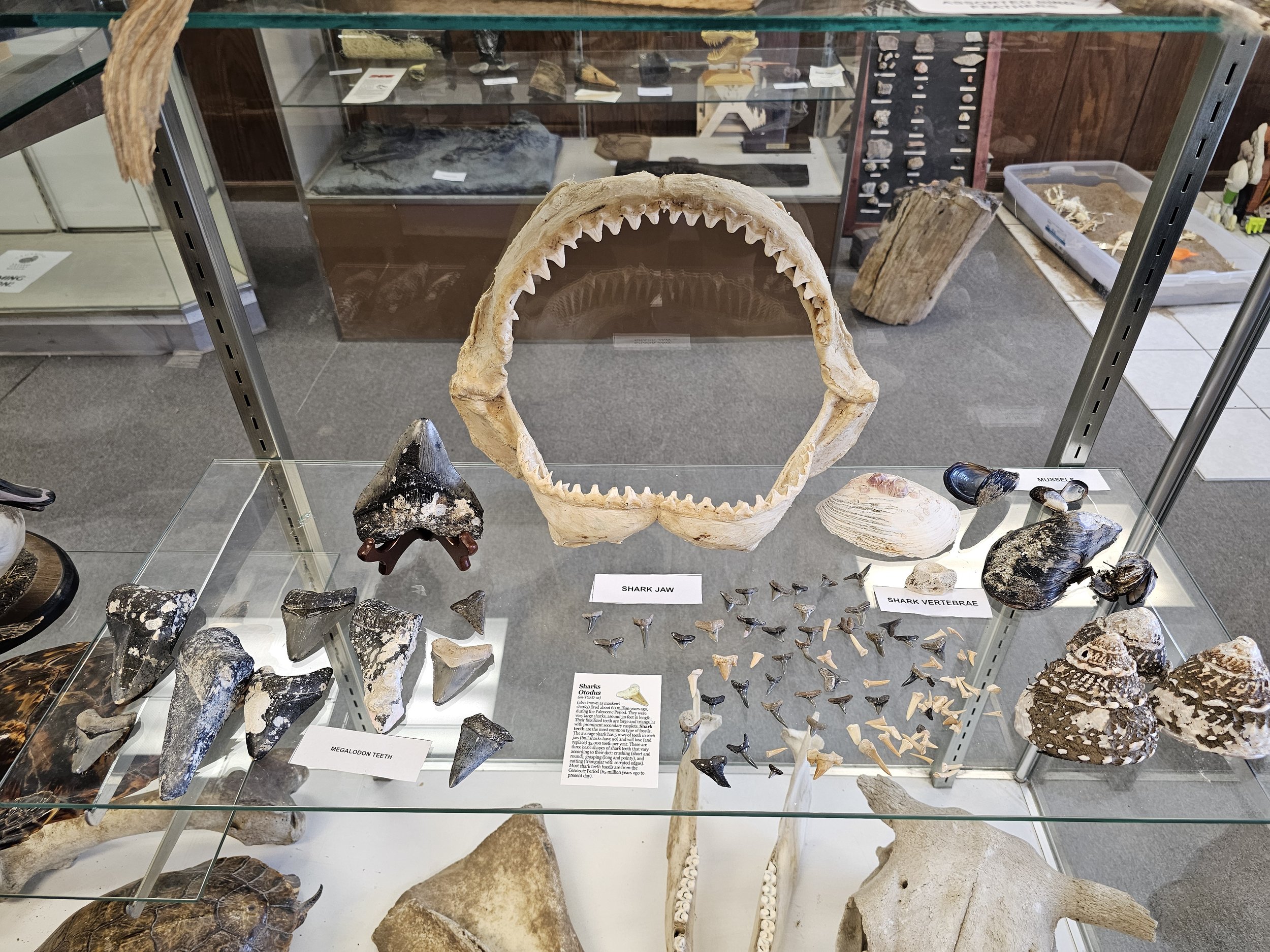 Large fossil shark jaw displayed in front of specimen cases at Cambridge Natural History Museum.