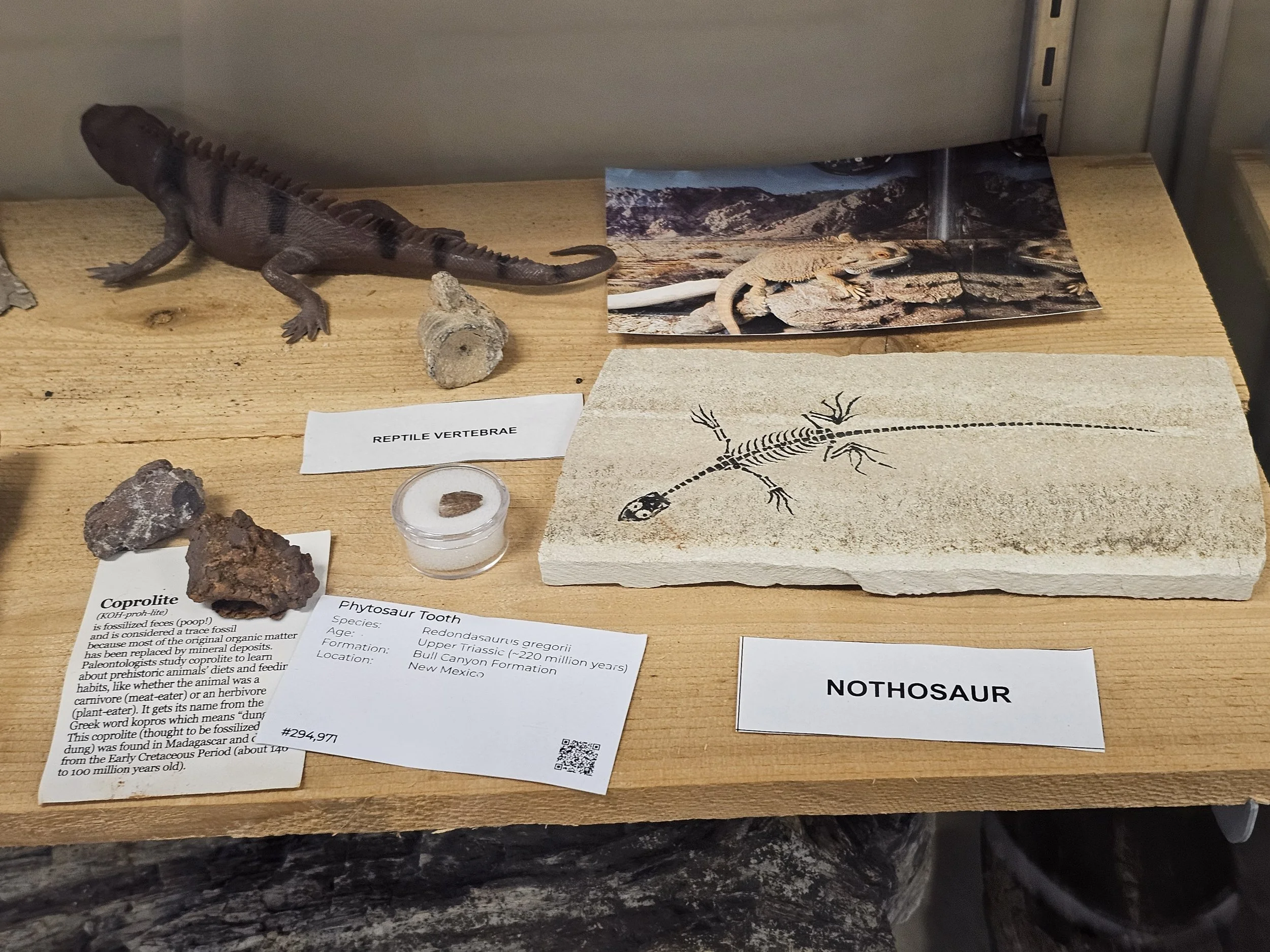 Museum reptile exhibit featuring fossils, replicas and educational labels.