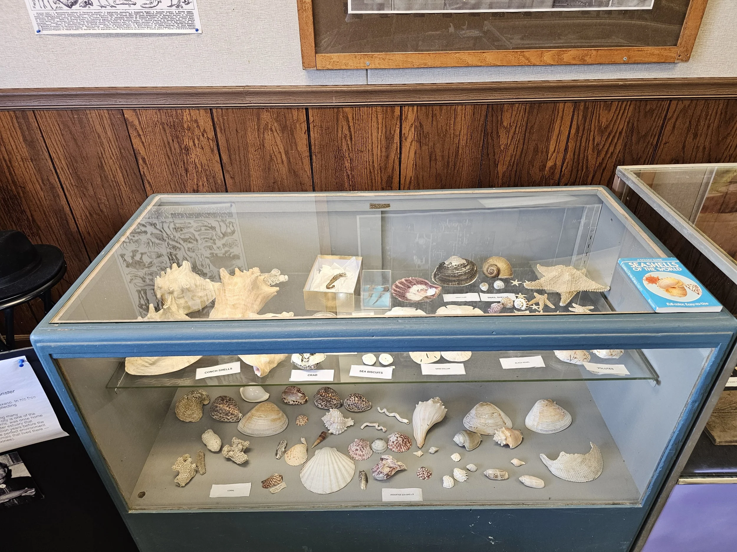 Display case presenting aquatic fossils and marine specimens.