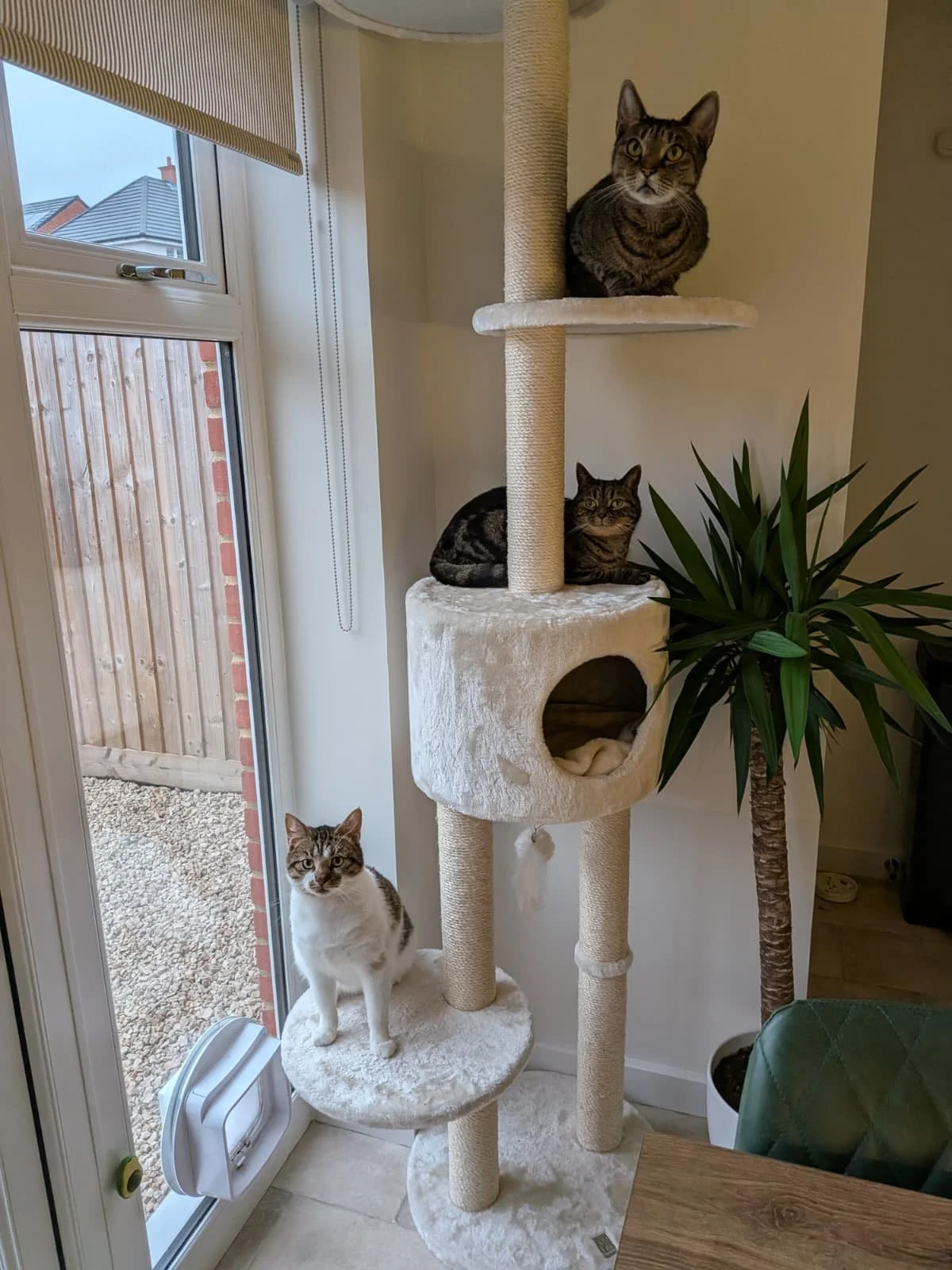 Three cats on a white multi-level cat tree near a glass door, with one cat on the bottom, one in the middle, and one on the top platform, and a green potted plant beside it.