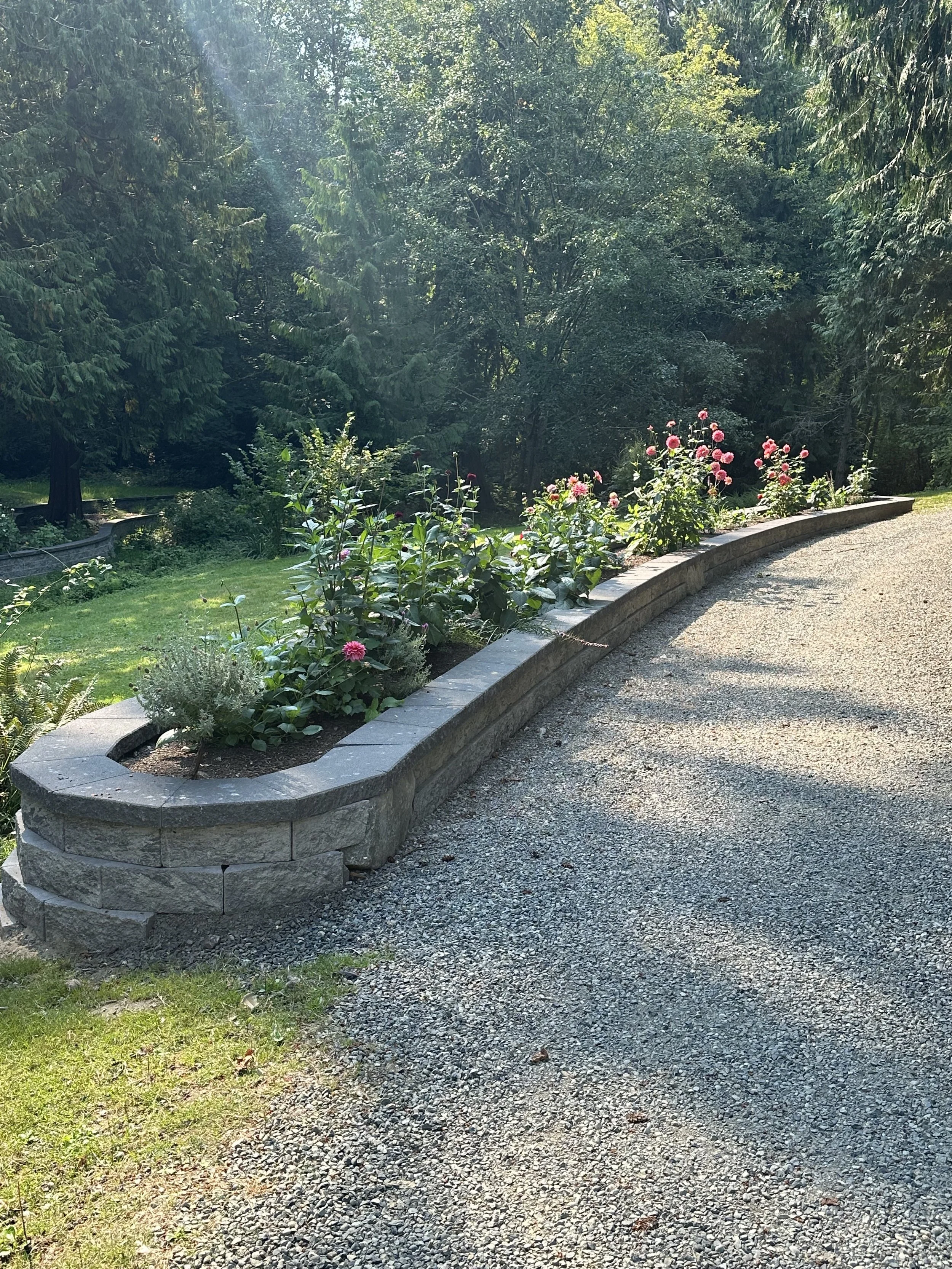 Garden with flower bed of pink roses bordered by a curved stone wall, gravel pathway, green grass, tall trees, and dense forest background with sunlight filtering through the trees.
