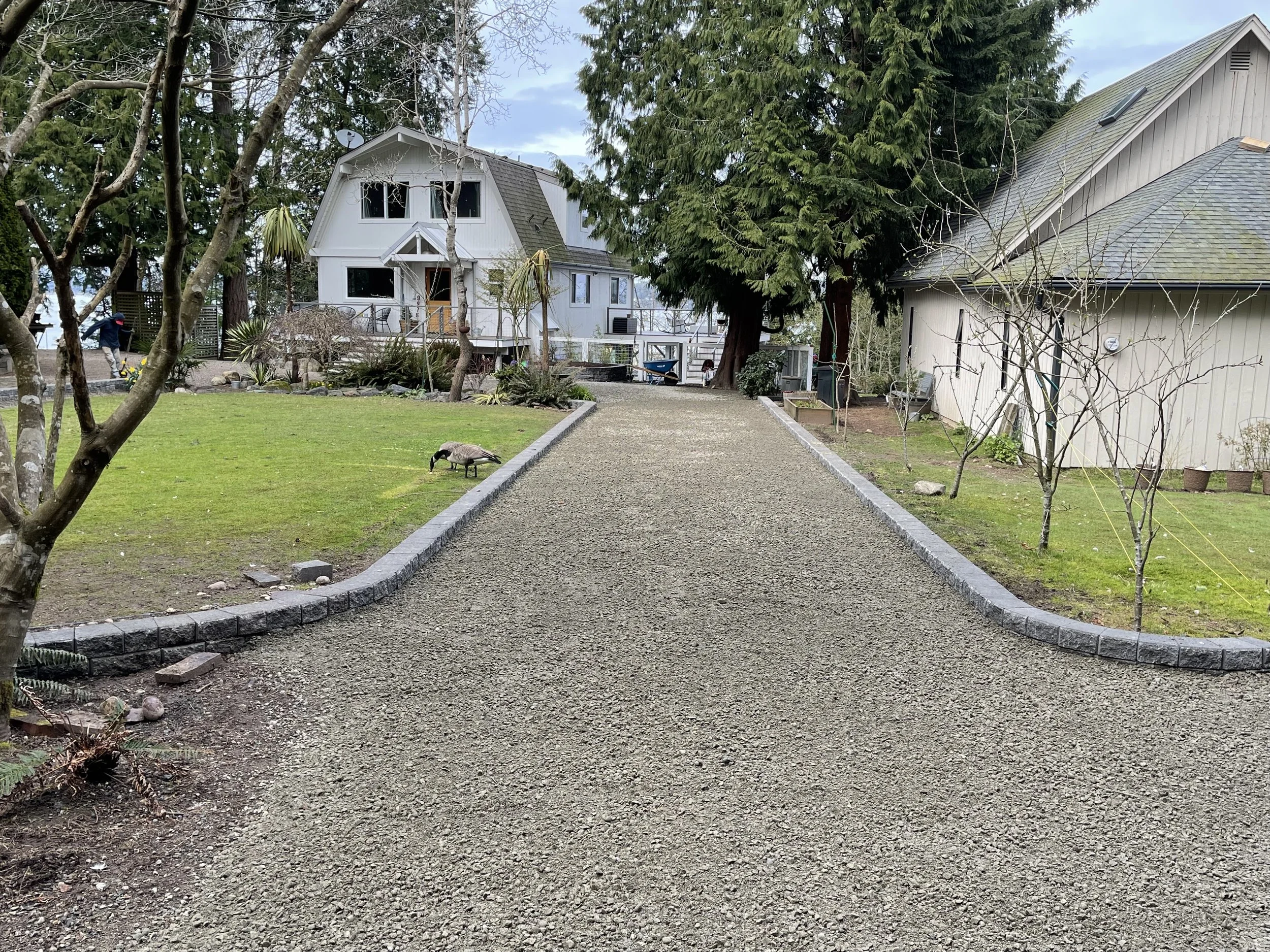 A gravel driveway runs through a backyard, bordered by a low brick edge on both sides. The yard has a small patch of grass on the left and several trees, some with sparse branches. A Canada Goose is walking on the gravel. In the background, there are