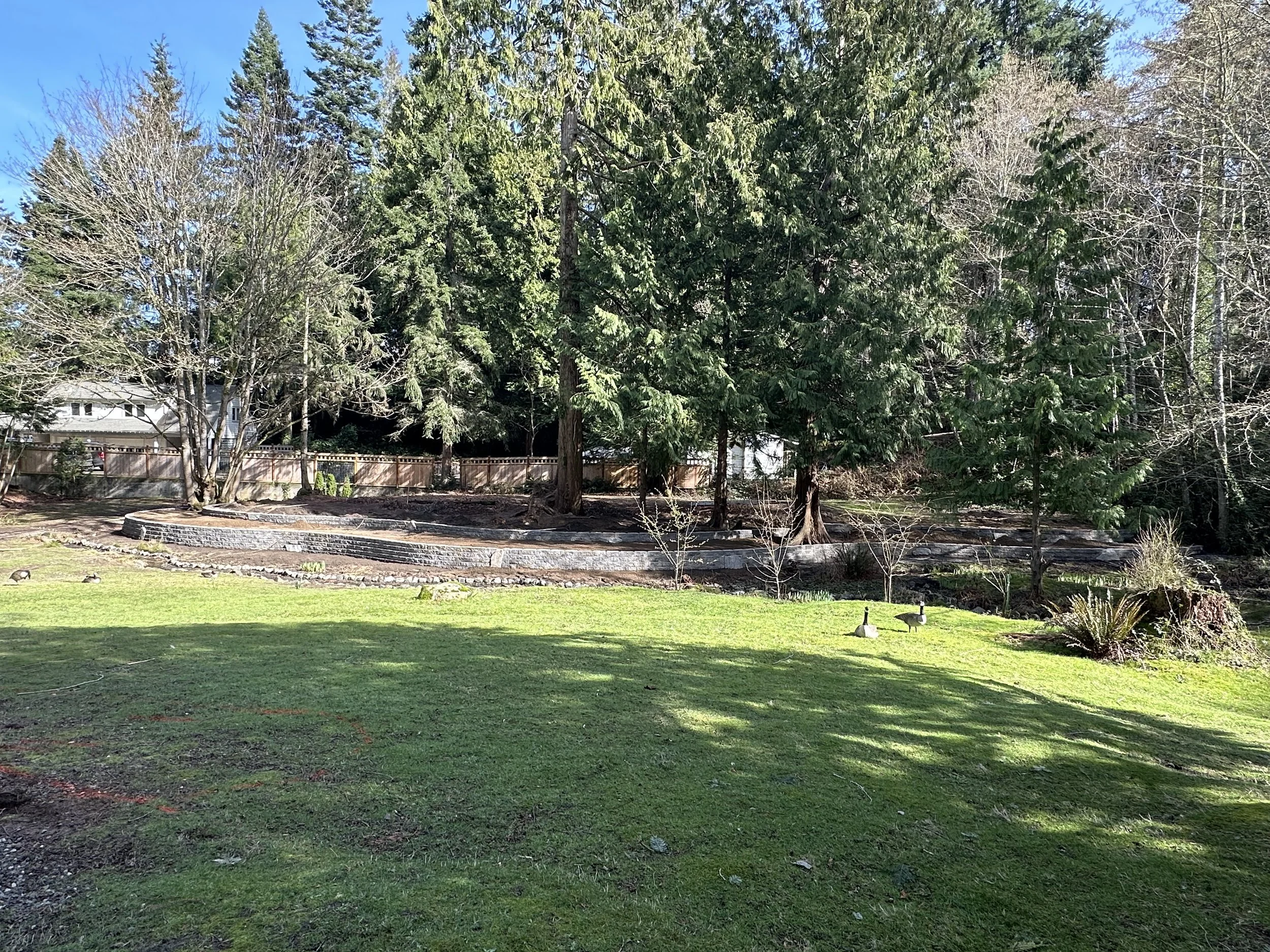 A backyard with green grass, bare trees, and tall evergreen trees beyond a wooden fence. There is a circular stone structure on the ground and two ducks standing nearby.