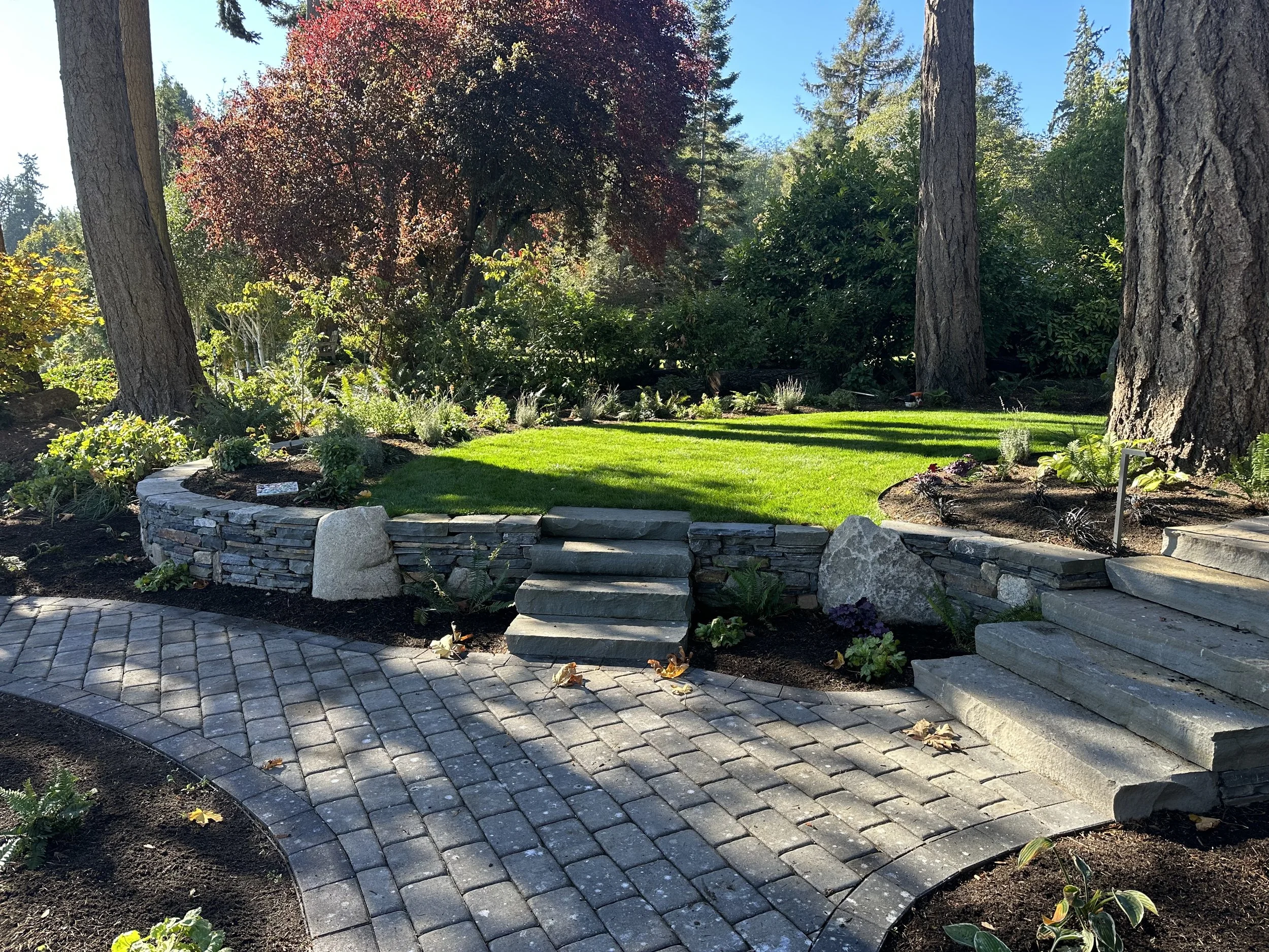 A landscaped backyard with a curved brick walkway, a stone retaining wall, and lush greenery including a tree with dark red leaves and tall trees in the background, under a clear blue sky.