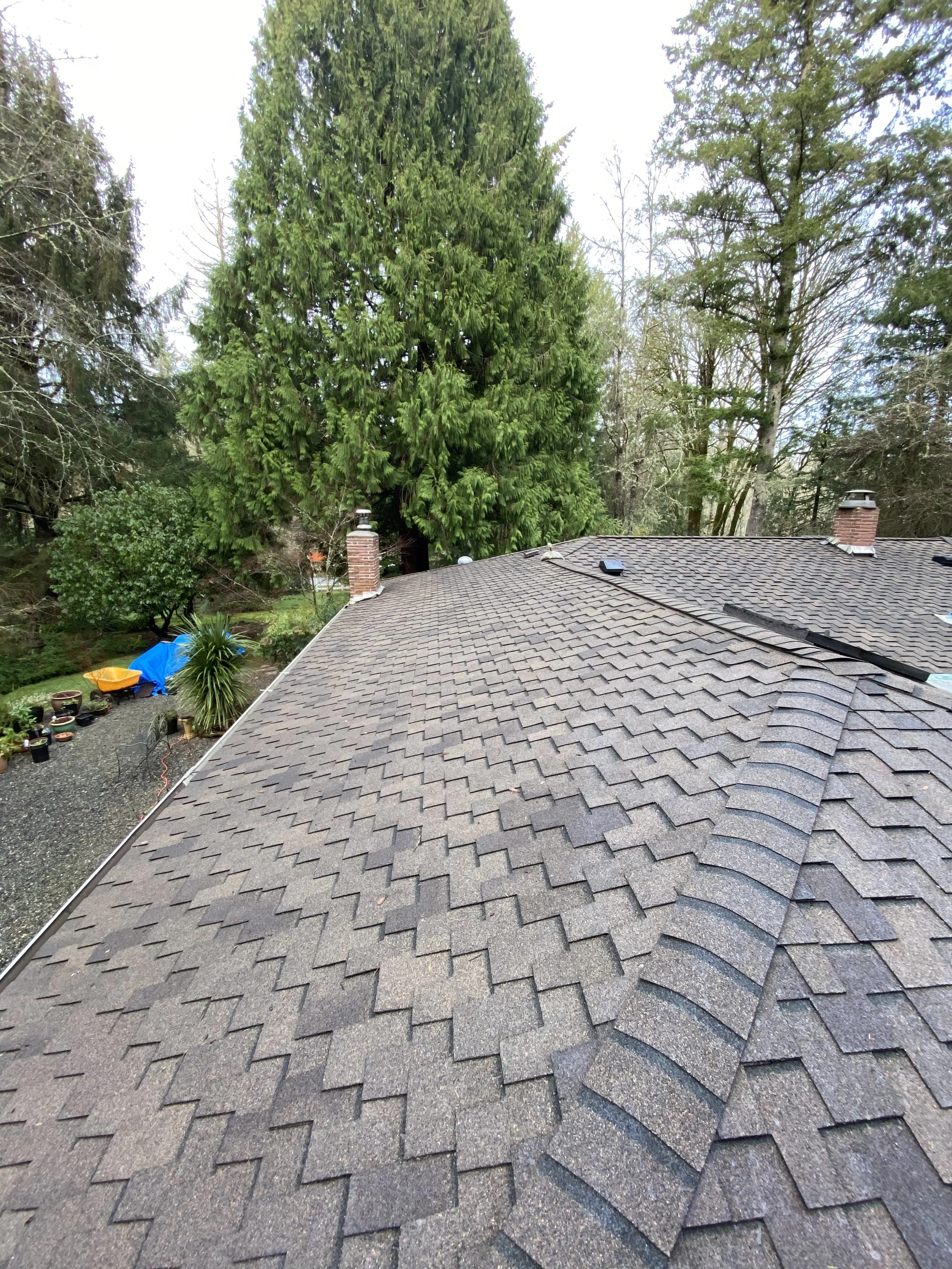 A view of a residential roof with asphalt shingle roofing in the foreground, surrounded by trees and vegetation with a mix of evergreen and deciduous trees, some of which are without leaves.