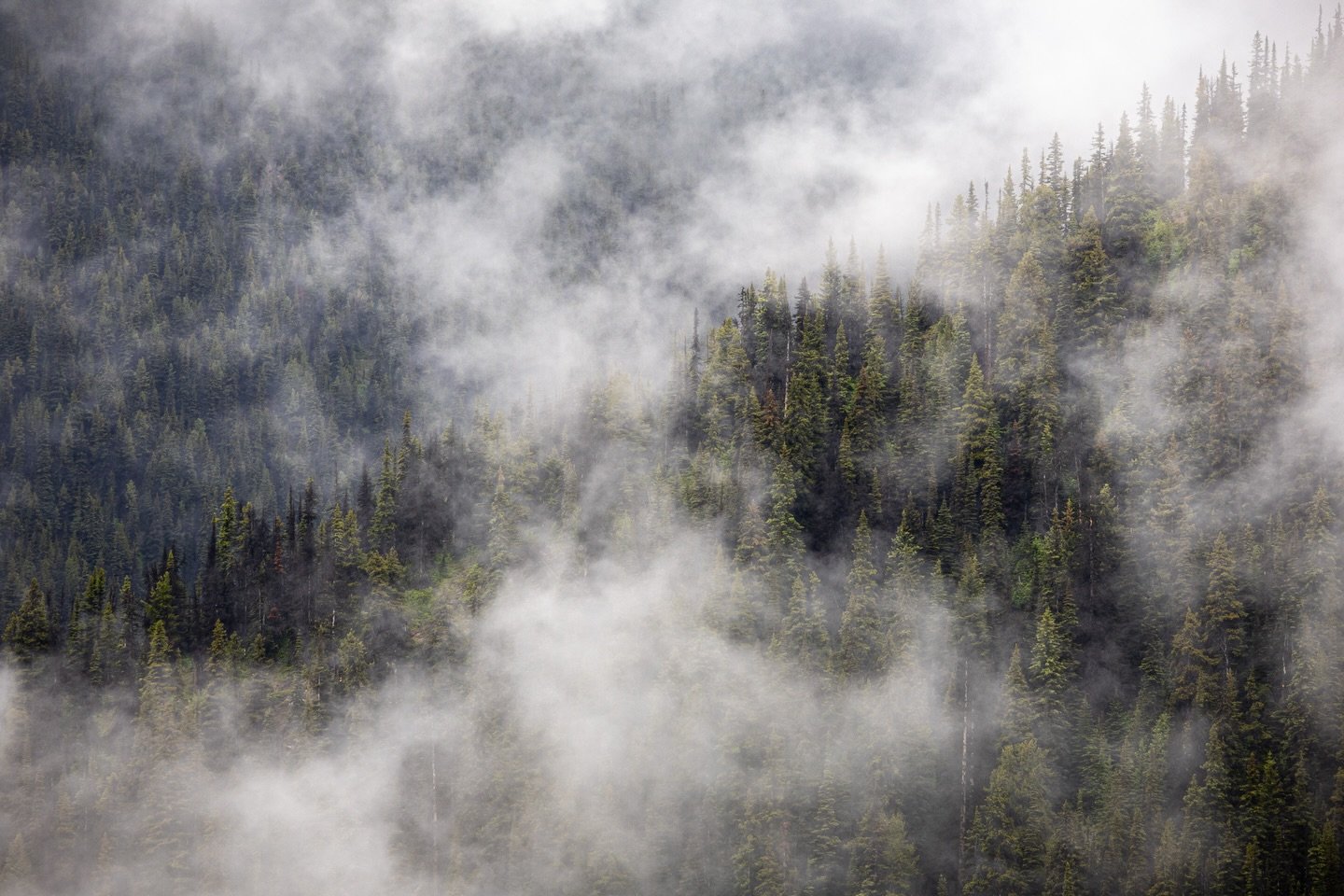 Some shots from my first trip up Swift Mountain.
Will definitely go again. 🌲🏔️🤘
&bull;
&bull;
&bull;
#valemount #robsonvalley #norththompson